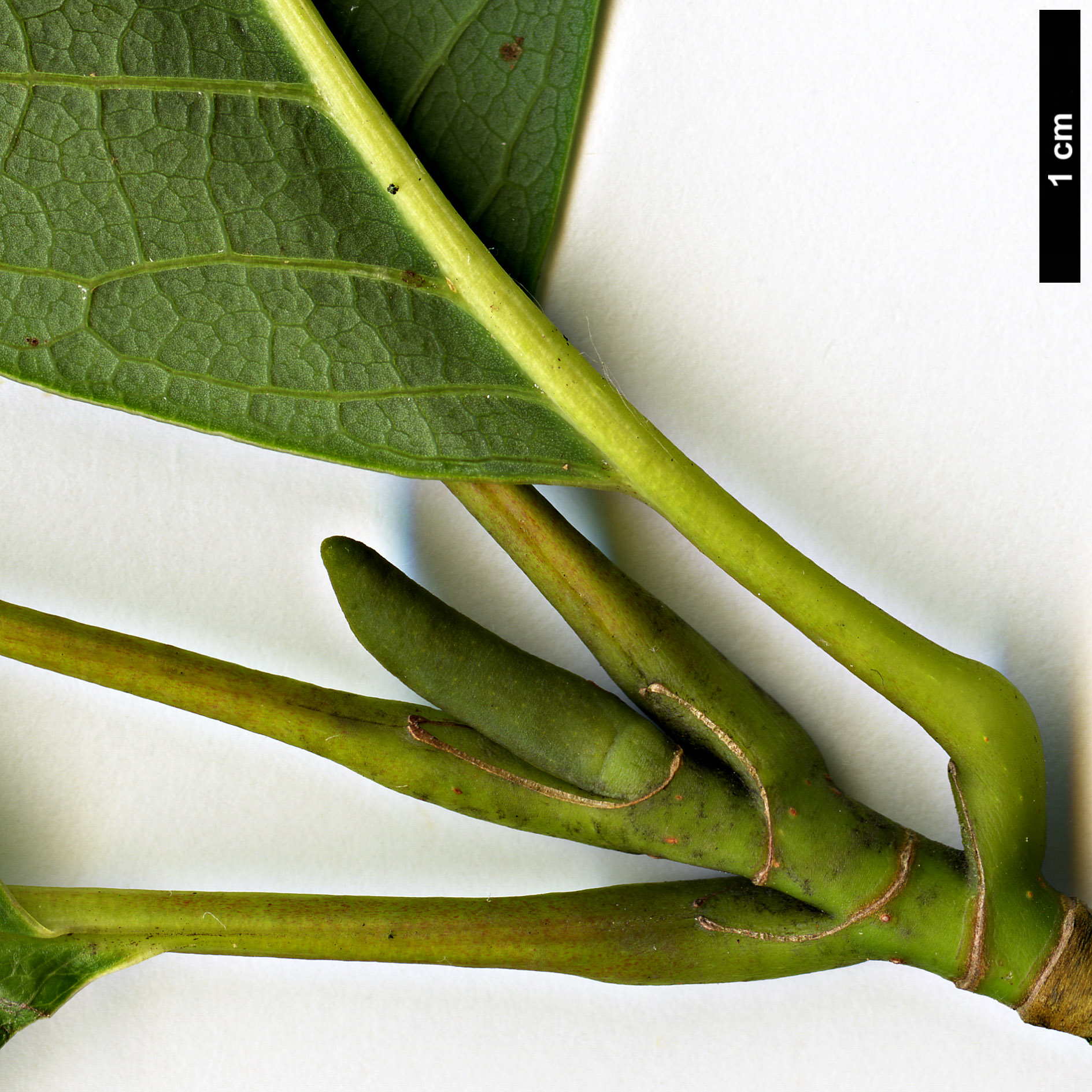 High resolution image: Family: Magnoliaceae - Genus: Magnolia - Taxon: sargentiana High resolution image: Family: Magnoliaceae - Genus: Magnolia - Taxon: sargentiana