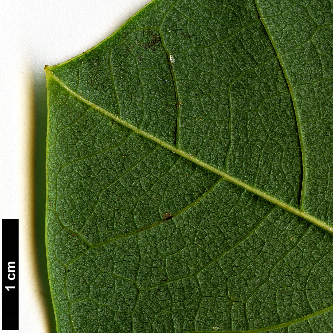 High resolution image: Family: Magnoliaceae - Genus: Magnolia - Taxon: sargentiana High resolution image: Family: Magnoliaceae - Genus: Magnolia - Taxon: sargentiana