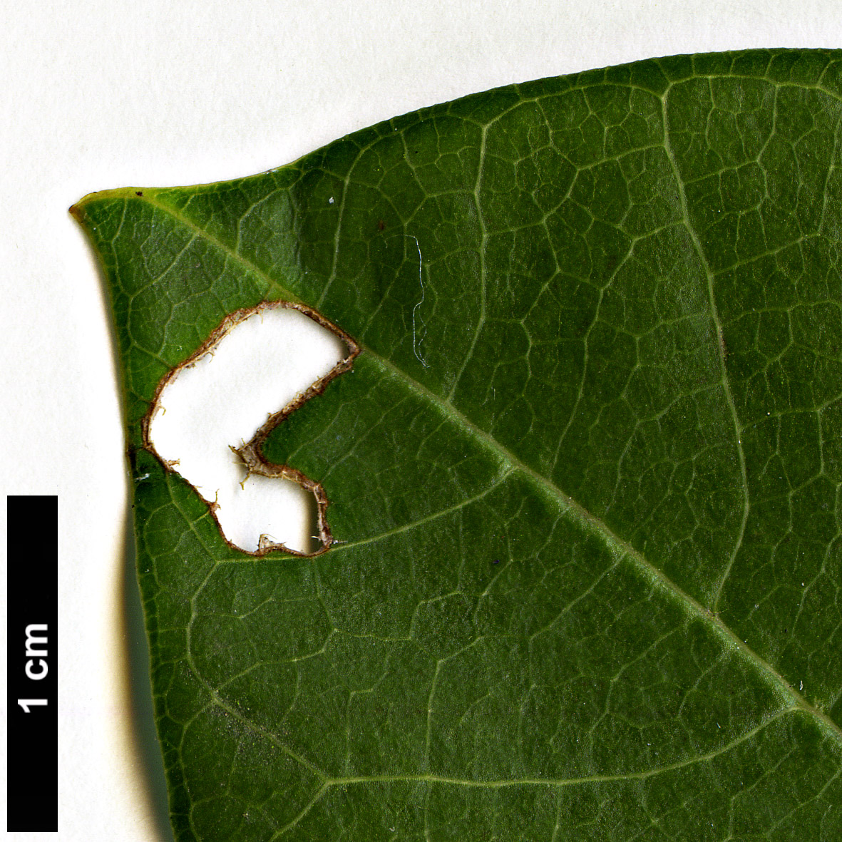 High resolution image: Family: Magnoliaceae - Genus: Magnolia - Taxon: sargentiana High resolution image: Family: Magnoliaceae - Genus: Magnolia - Taxon: sargentiana