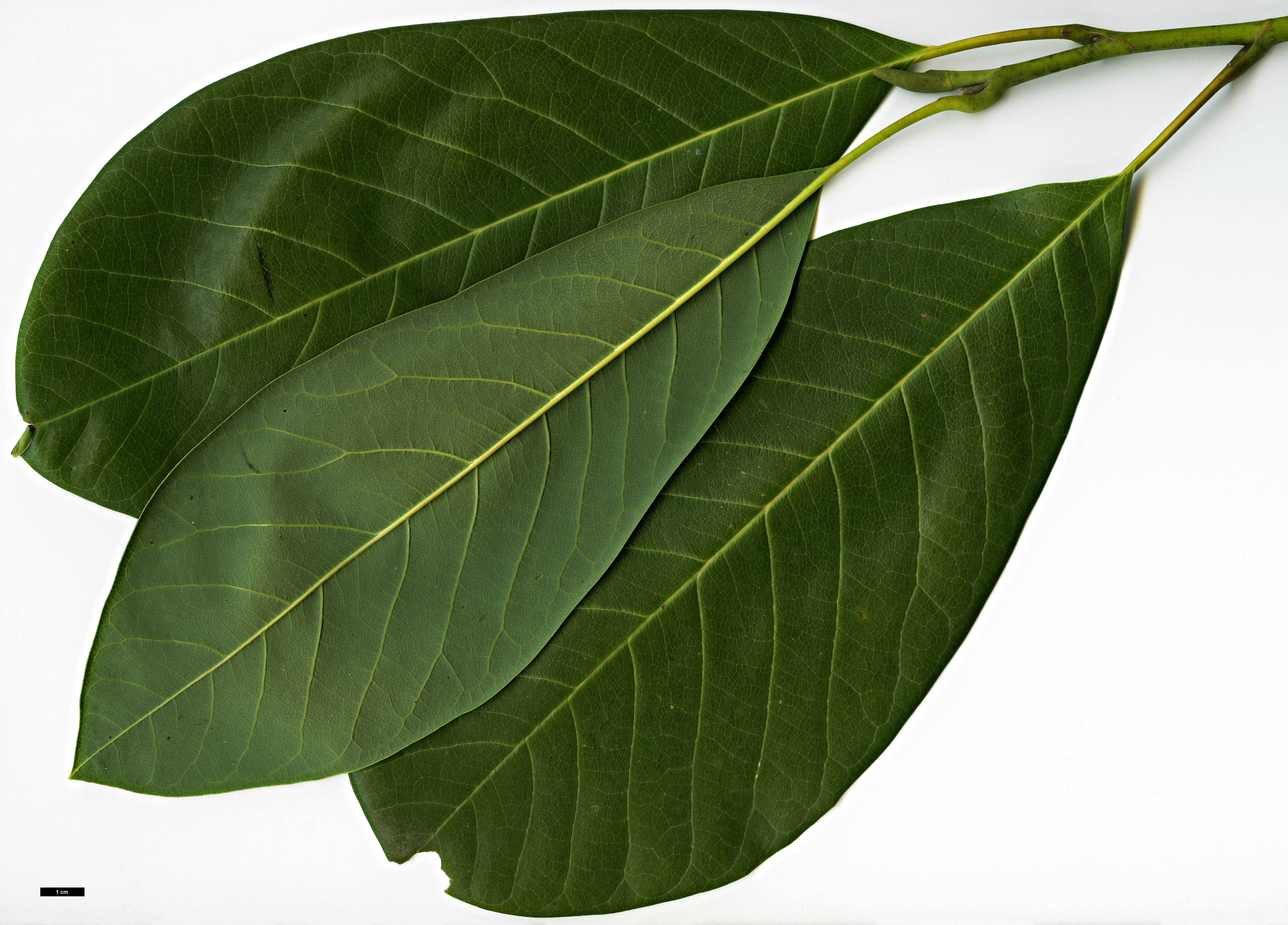 High resolution image: Family: Magnoliaceae - Genus: Magnolia - Taxon: sargentiana High resolution image: Family: Magnoliaceae - Genus: Magnolia - Taxon: sargentiana