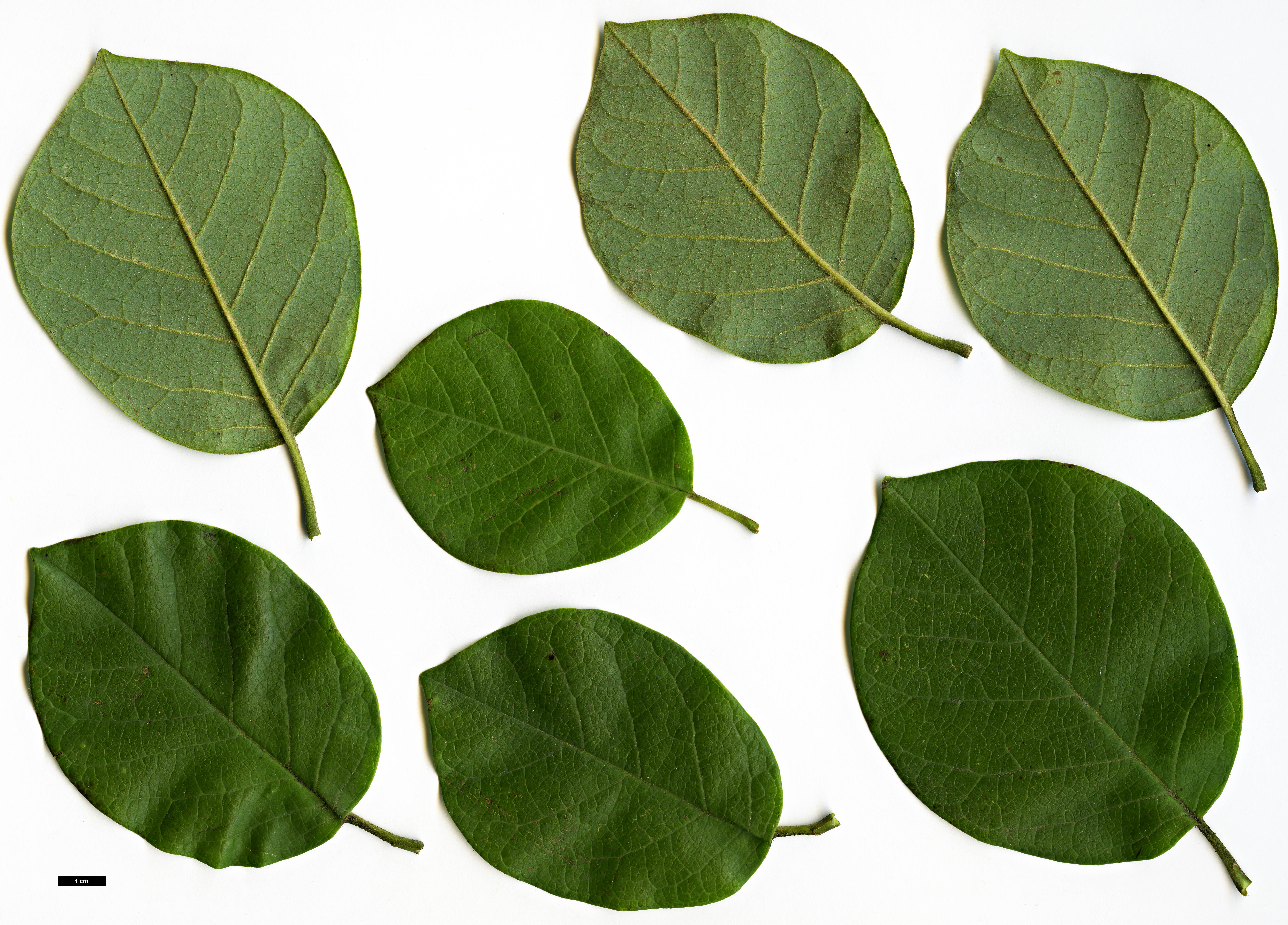 High resolution image: Family: Magnoliaceae - Genus: Magnolia - Taxon: sieboldii