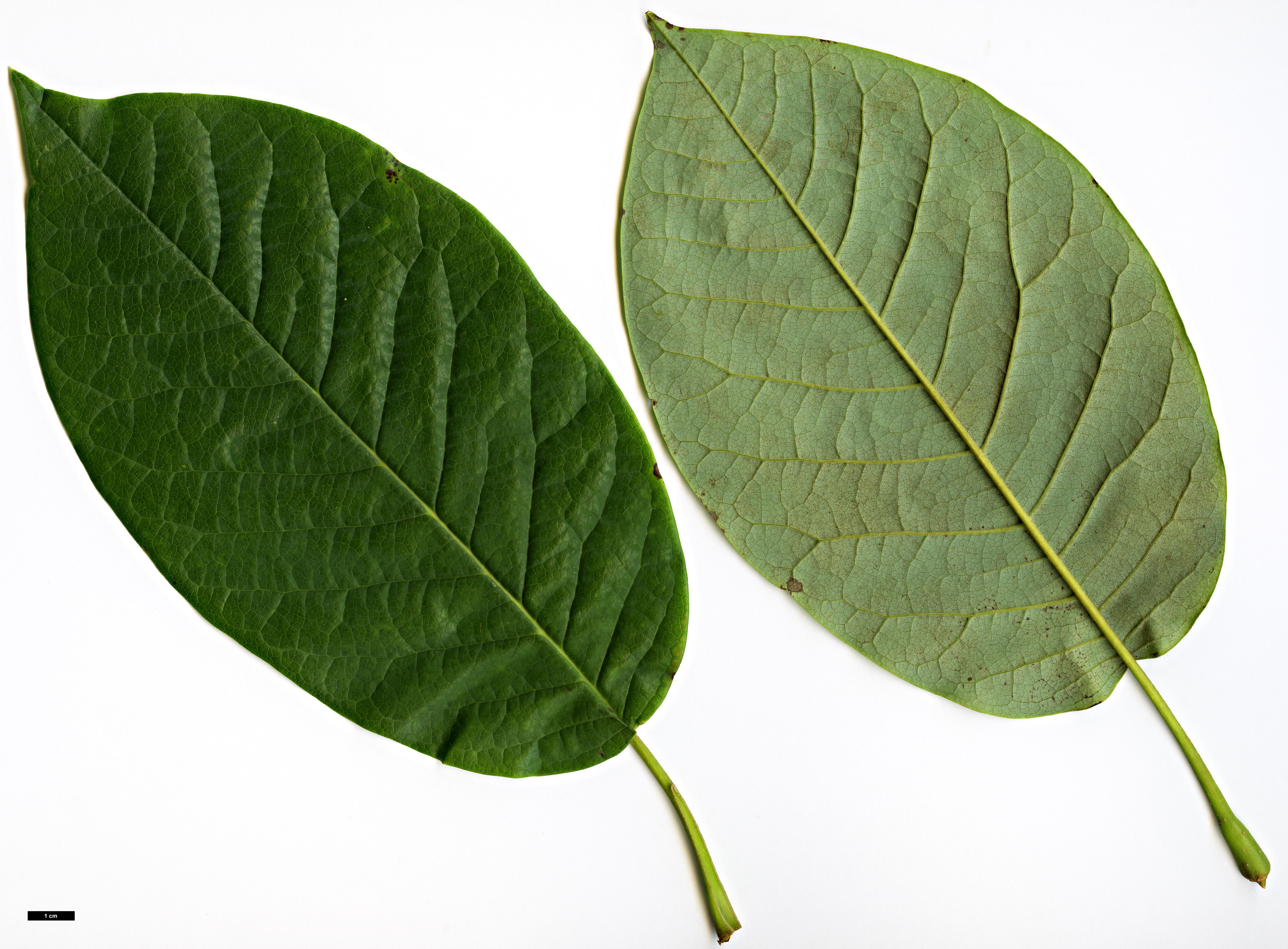 High resolution image: Family: Magnoliaceae - Genus: Magnolia - Taxon: sinensis