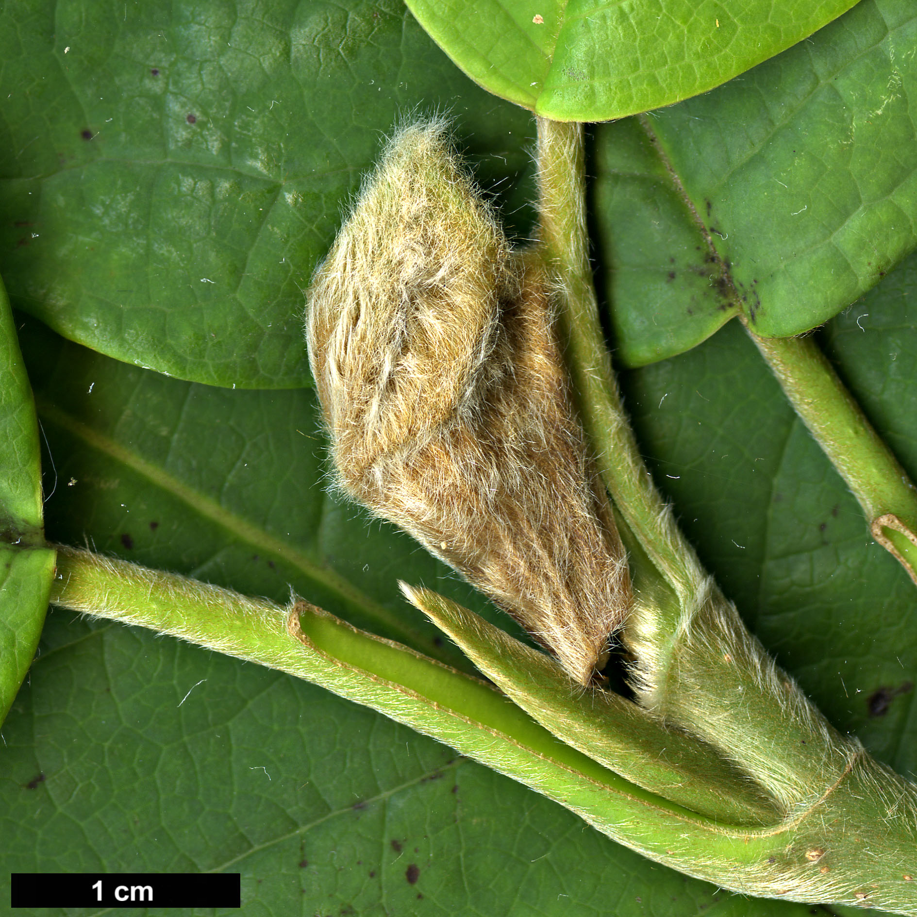 High resolution image: Family: Magnoliaceae - Genus: Magnolia - Taxon: sinensis