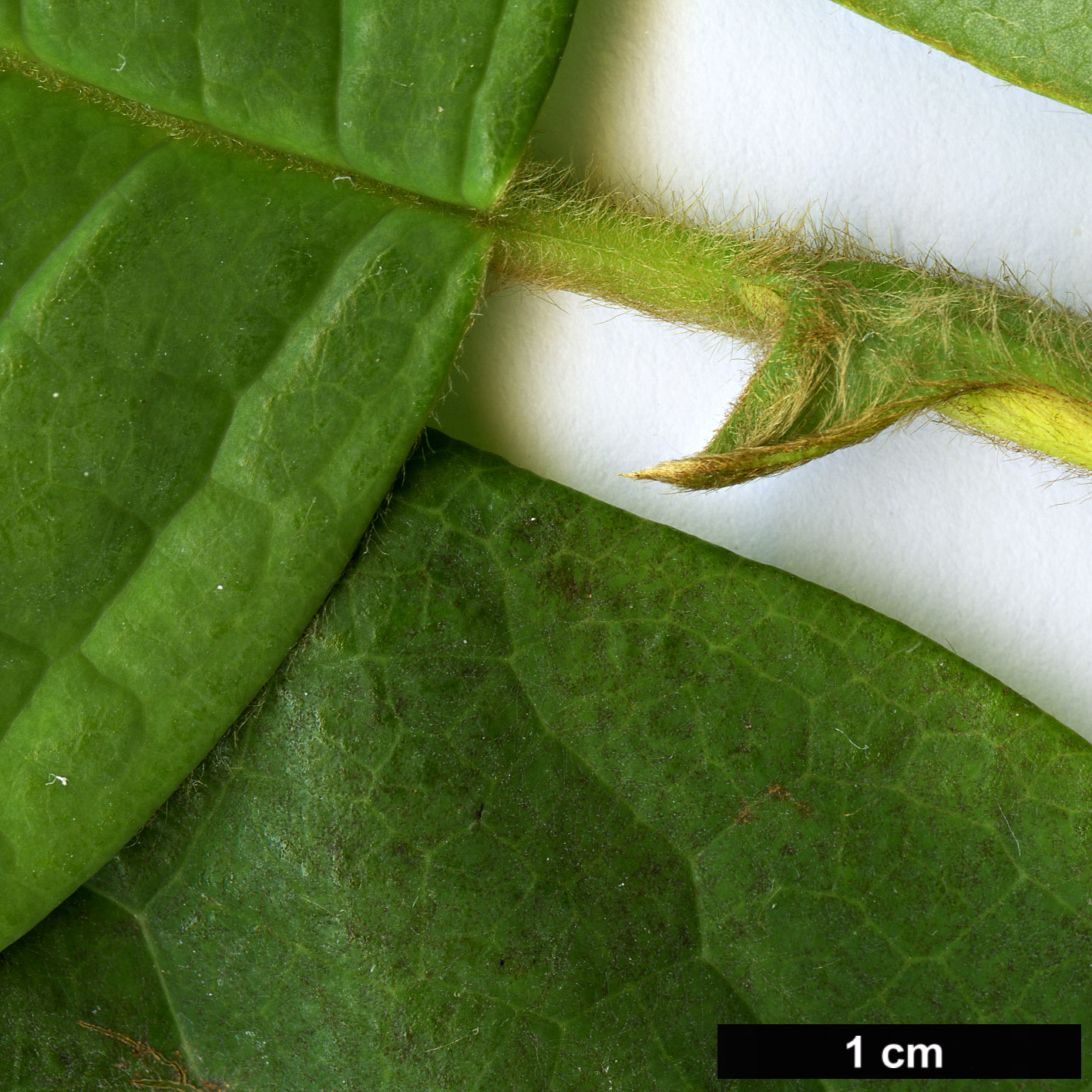 High resolution image: Family: Magnoliaceae - Genus: Magnolia - Taxon: sinensis