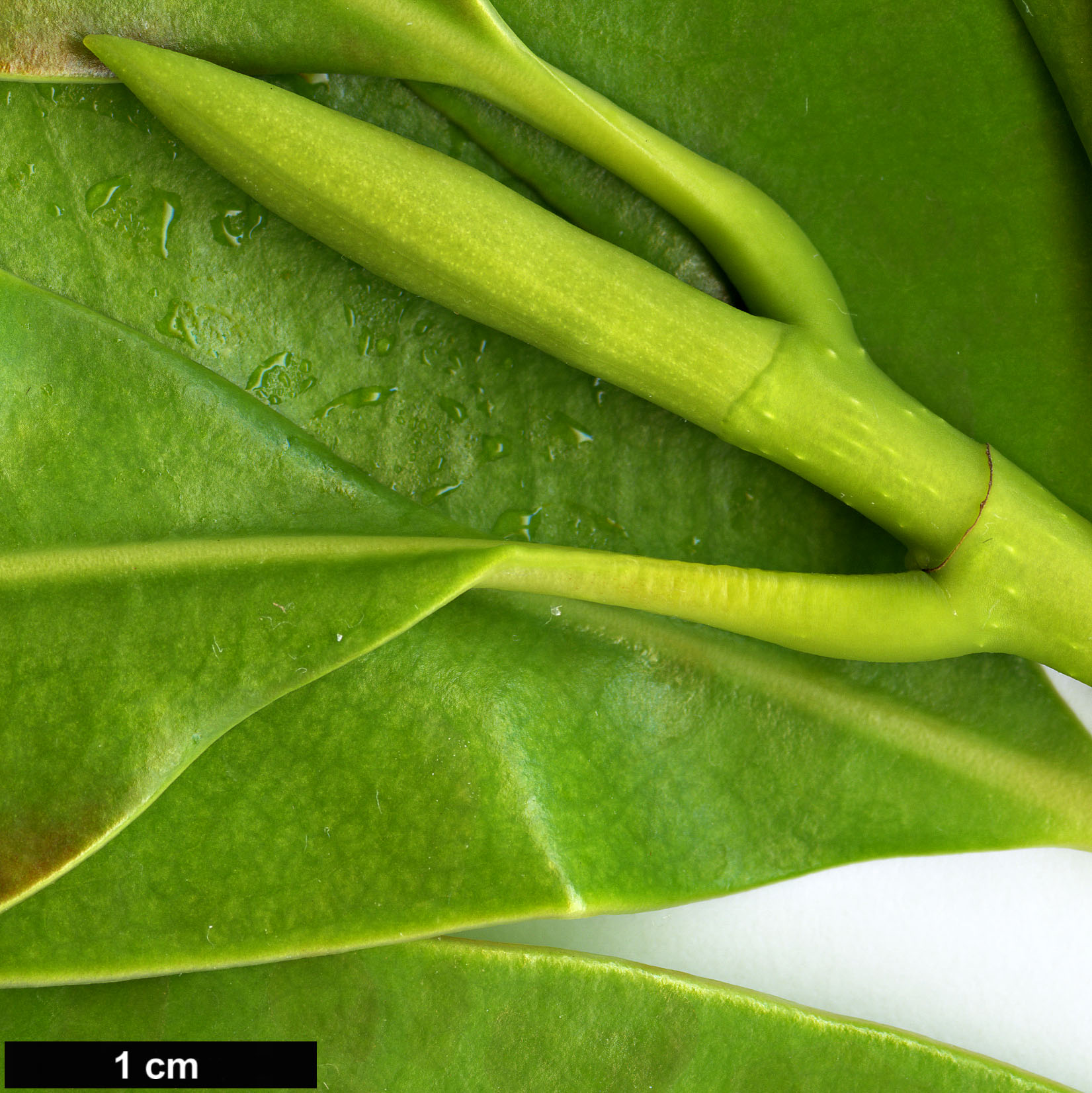 High resolution image: Family: Magnoliaceae - Genus: Magnolia - Taxon: sinica