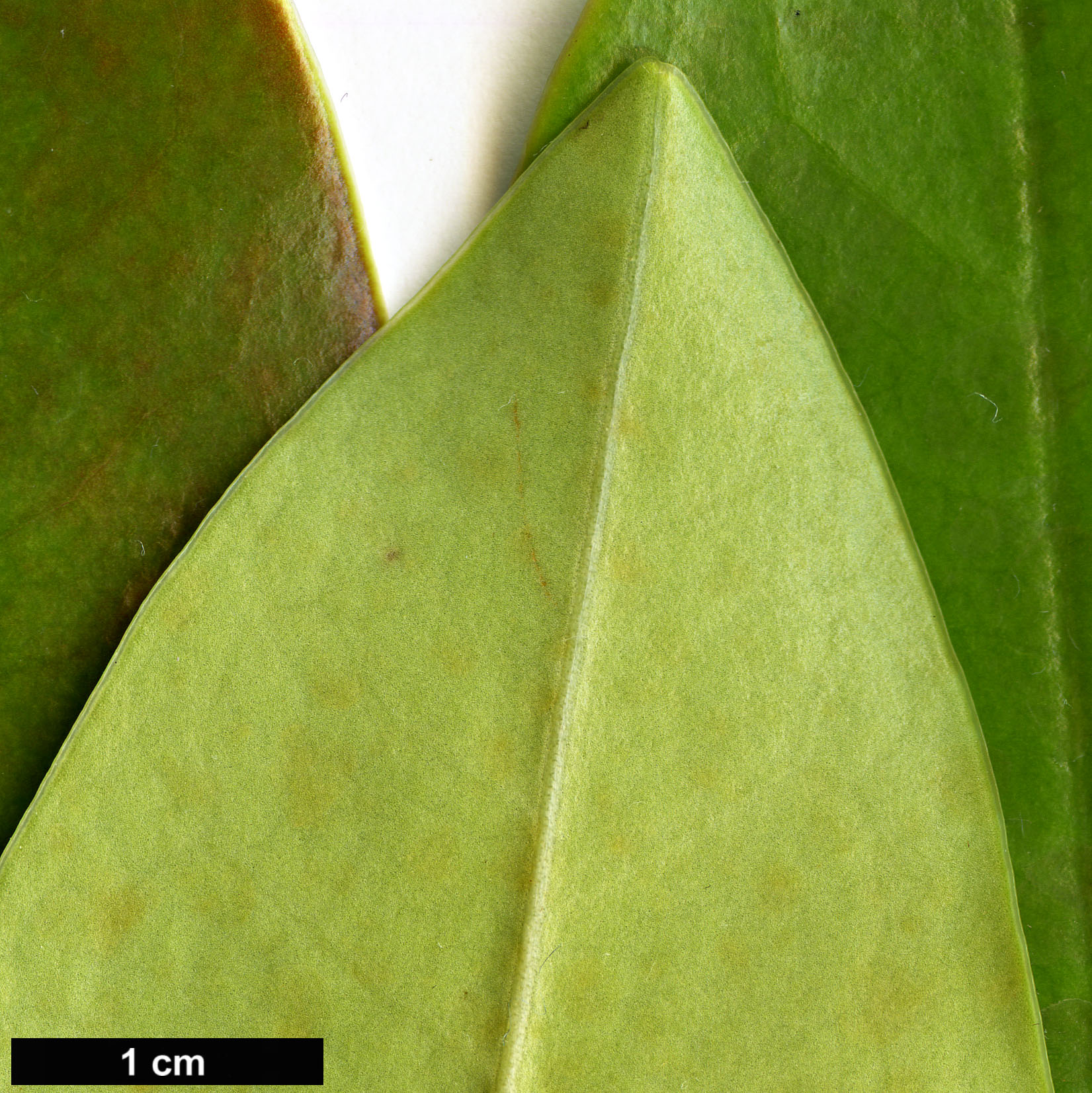 High resolution image: Family: Magnoliaceae - Genus: Magnolia - Taxon: sinica