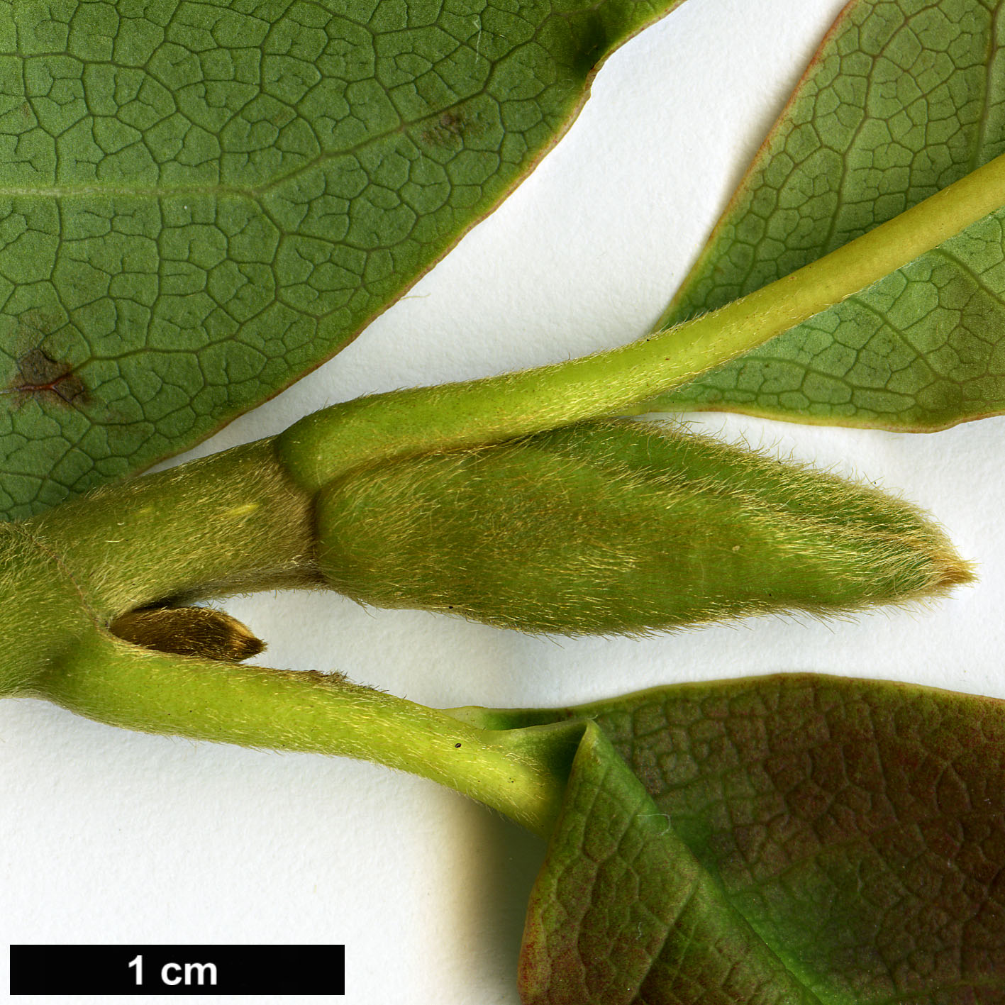 High resolution image: Family: Magnoliaceae - Genus: Magnolia - Taxon: sinostellata High resolution image: Family: Magnoliaceae - Genus: Magnolia - Taxon: sinostellata