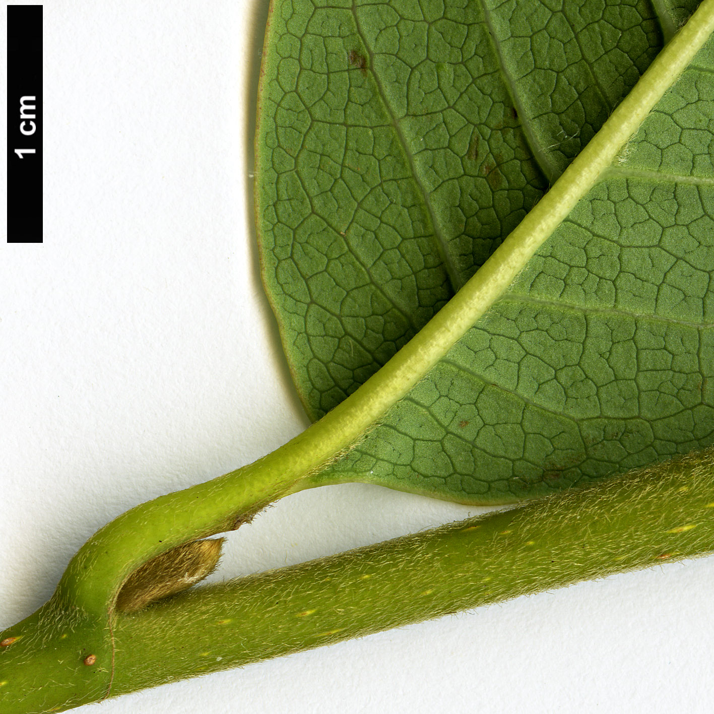 High resolution image: Family: Magnoliaceae - Genus: Magnolia - Taxon: sinostellata High resolution image: Family: Magnoliaceae - Genus: Magnolia - Taxon: sinostellata