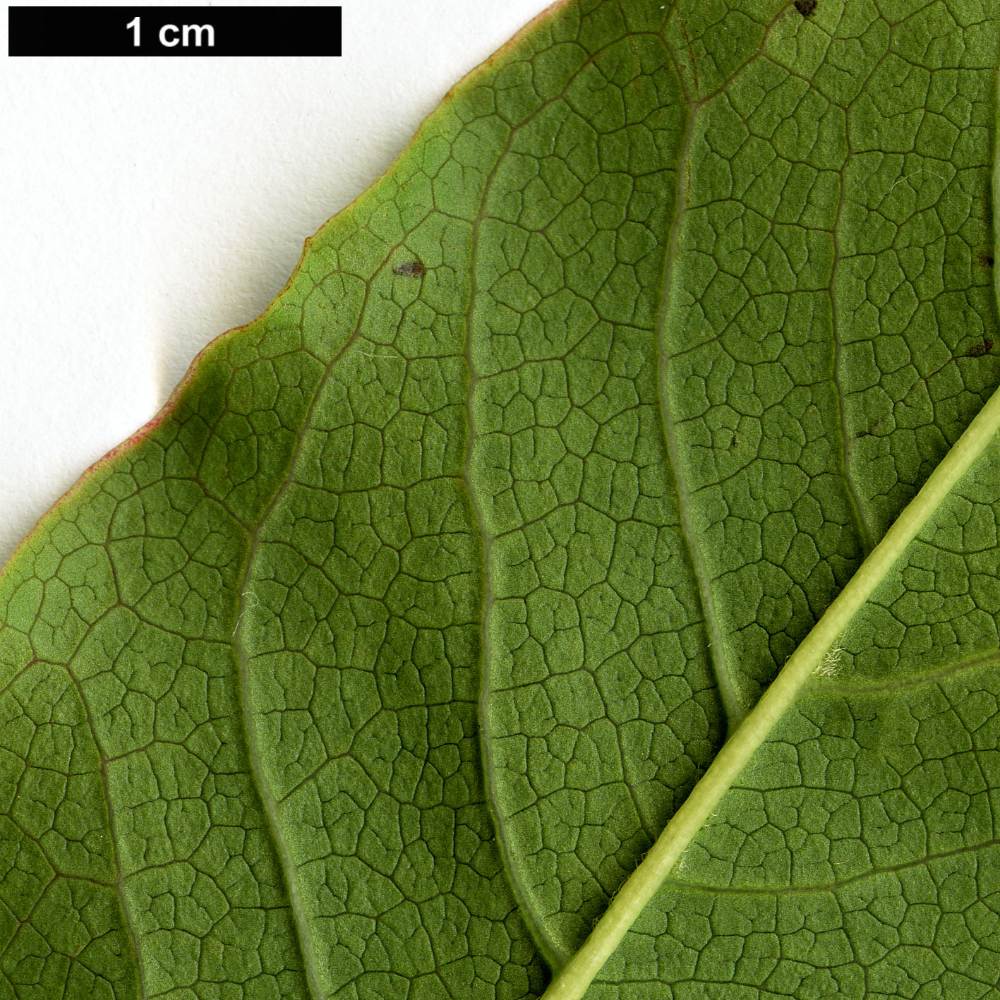 High resolution image: Family: Magnoliaceae - Genus: Magnolia - Taxon: sinostellata High resolution image: Family: Magnoliaceae - Genus: Magnolia - Taxon: sinostellata