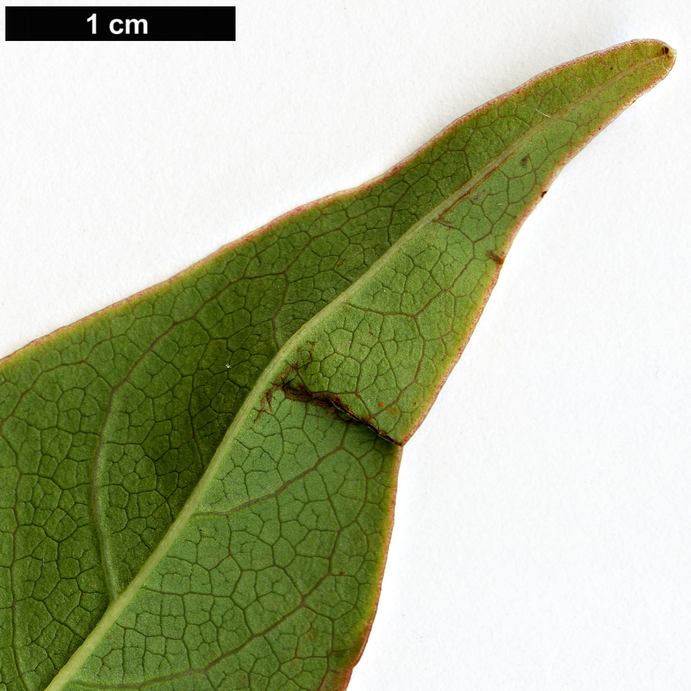 High resolution image: Family: Magnoliaceae - Genus: Magnolia - Taxon: sinostellata High resolution image: Family: Magnoliaceae - Genus: Magnolia - Taxon: sinostellata