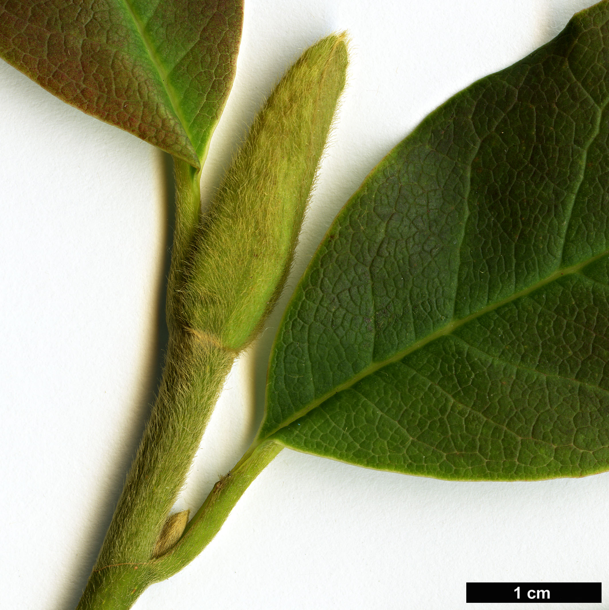 High resolution image: Family: Magnoliaceae - Genus: Magnolia - Taxon: sinostellata High resolution image: Family: Magnoliaceae - Genus: Magnolia - Taxon: sinostellata