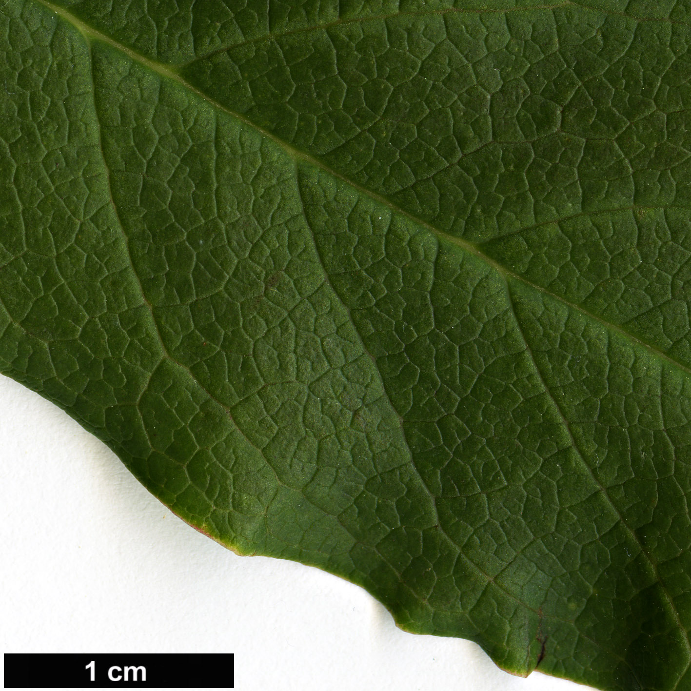 High resolution image: Family: Magnoliaceae - Genus: Magnolia - Taxon: sinostellata High resolution image: Family: Magnoliaceae - Genus: Magnolia - Taxon: sinostellata