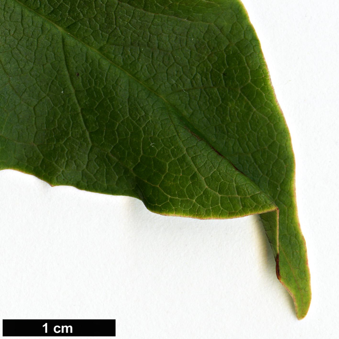 High resolution image: Family: Magnoliaceae - Genus: Magnolia - Taxon: sinostellata