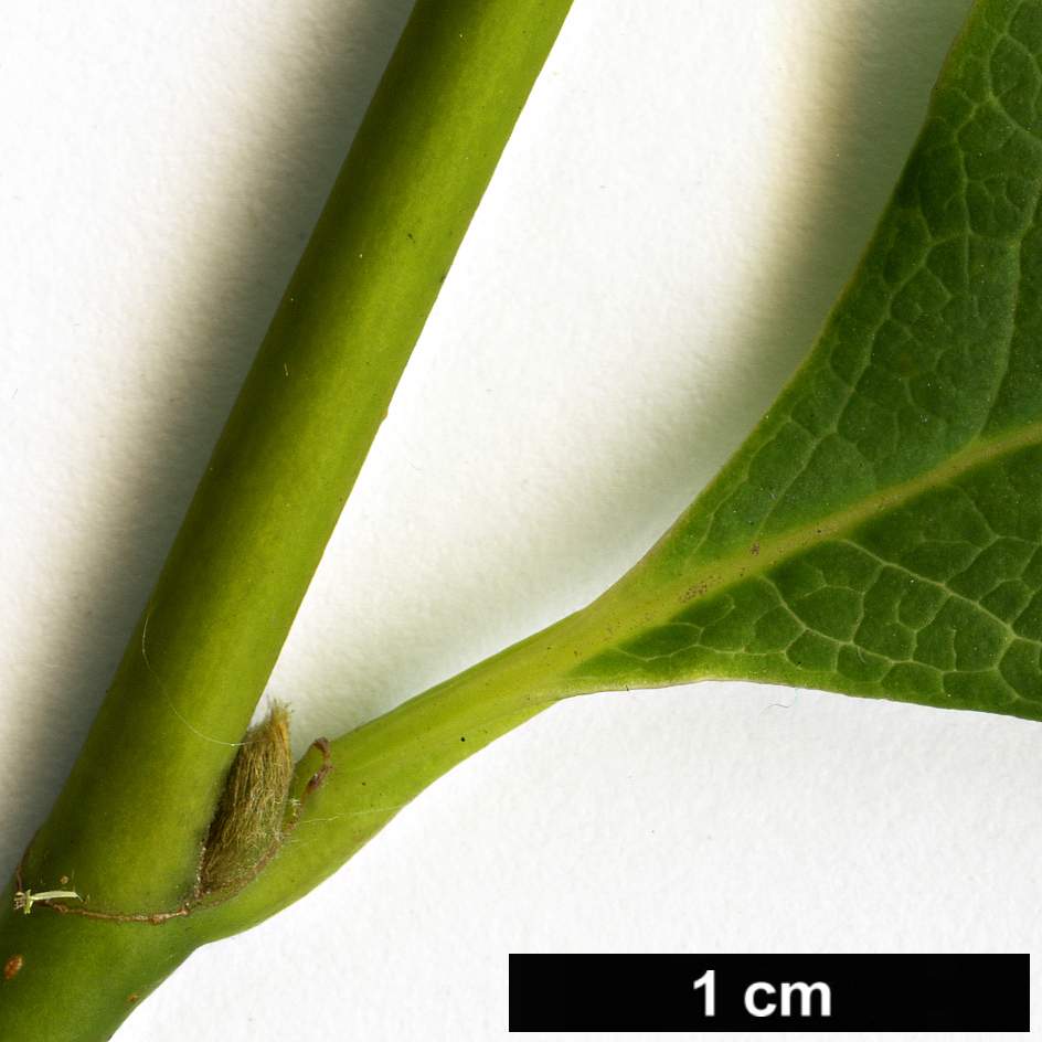 High resolution image: Family: Magnoliaceae - Genus: Magnolia - Taxon: sinostellata High resolution image: Family: Magnoliaceae - Genus: Magnolia - Taxon: sinostellata