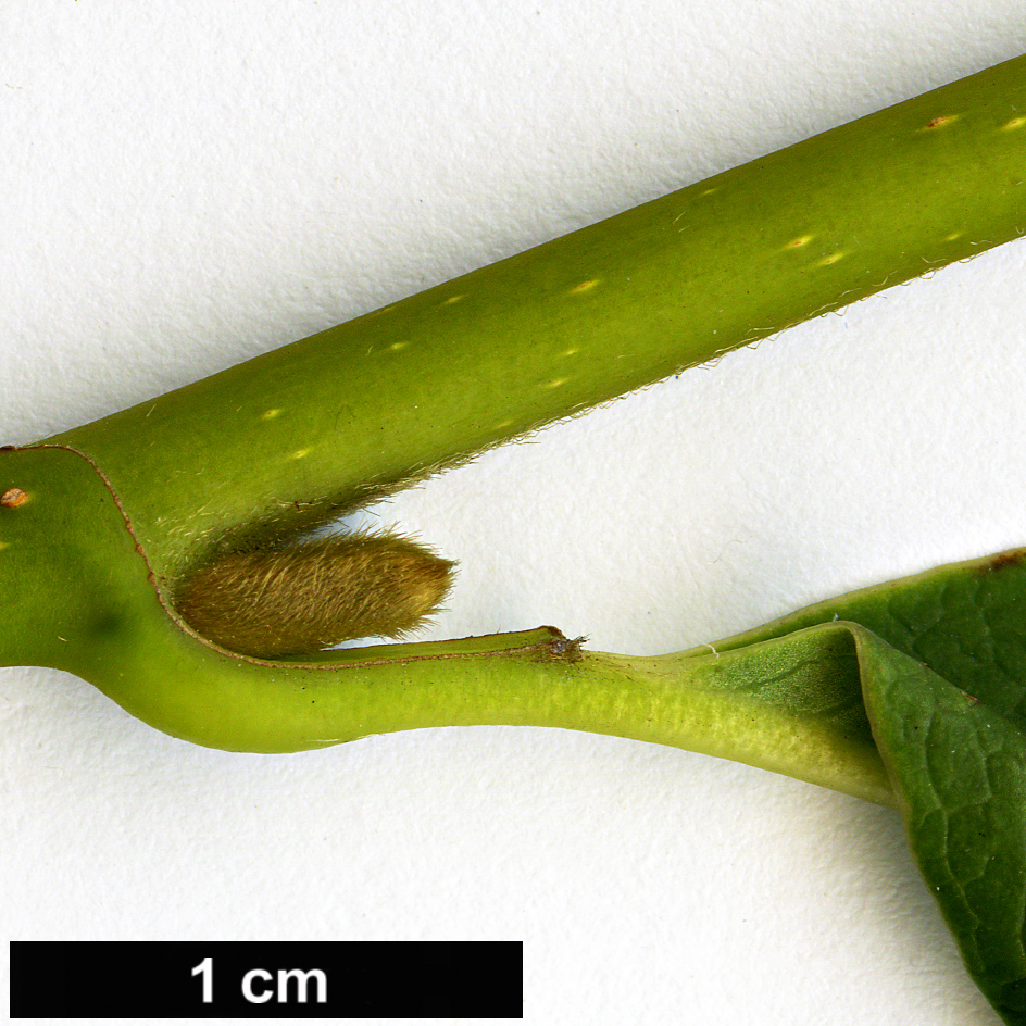 High resolution image: Family: Magnoliaceae - Genus: Magnolia - Taxon: sinostellata High resolution image: Family: Magnoliaceae - Genus: Magnolia - Taxon: sinostellata