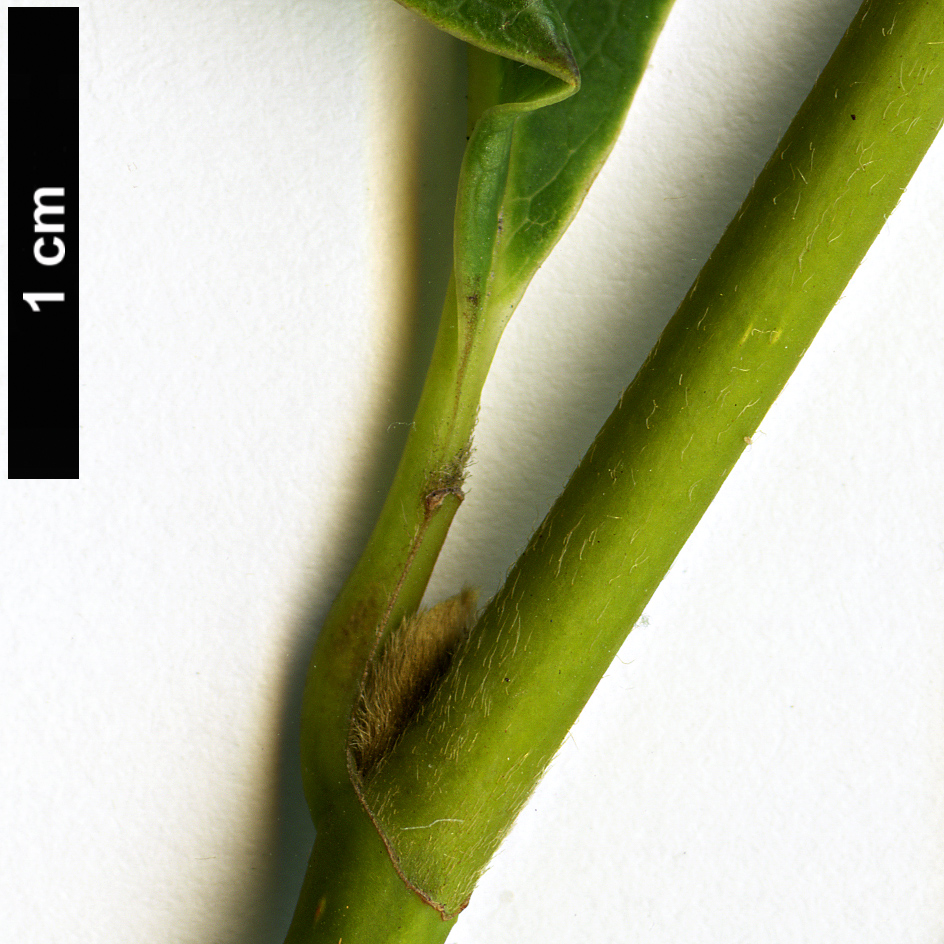 High resolution image: Family: Magnoliaceae - Genus: Magnolia - Taxon: sinostellata High resolution image: Family: Magnoliaceae - Genus: Magnolia - Taxon: sinostellata