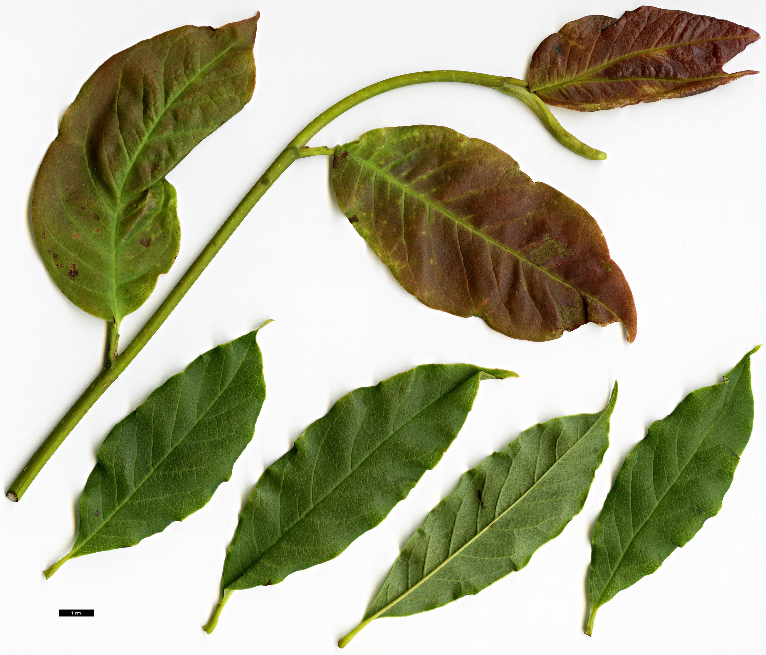 High resolution image: Family: Magnoliaceae - Genus: Magnolia - Taxon: sinostellata High resolution image: Family: Magnoliaceae - Genus: Magnolia - Taxon: sinostellata