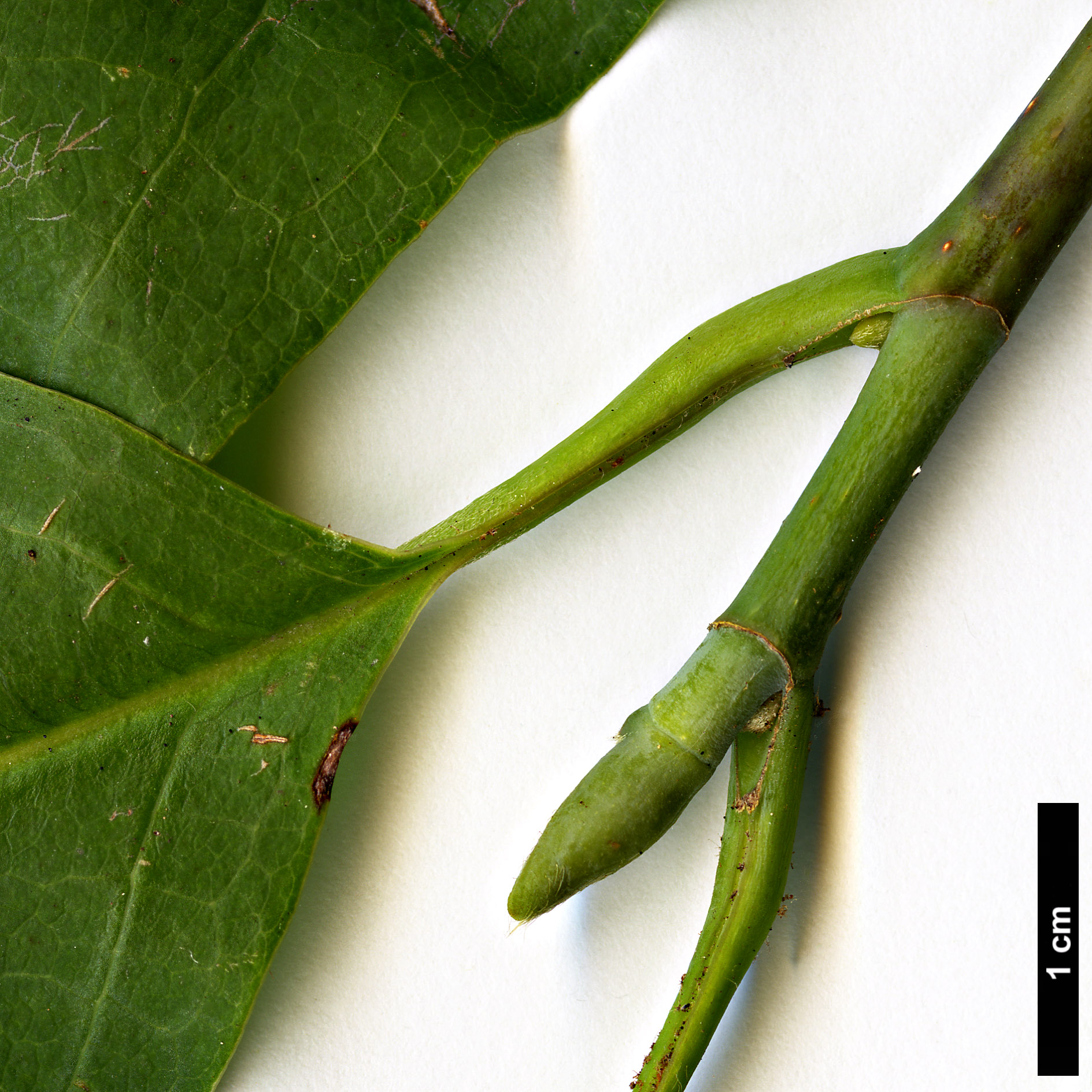 High resolution image: Family: Magnoliaceae - Genus: Magnolia - Taxon: sprengeri