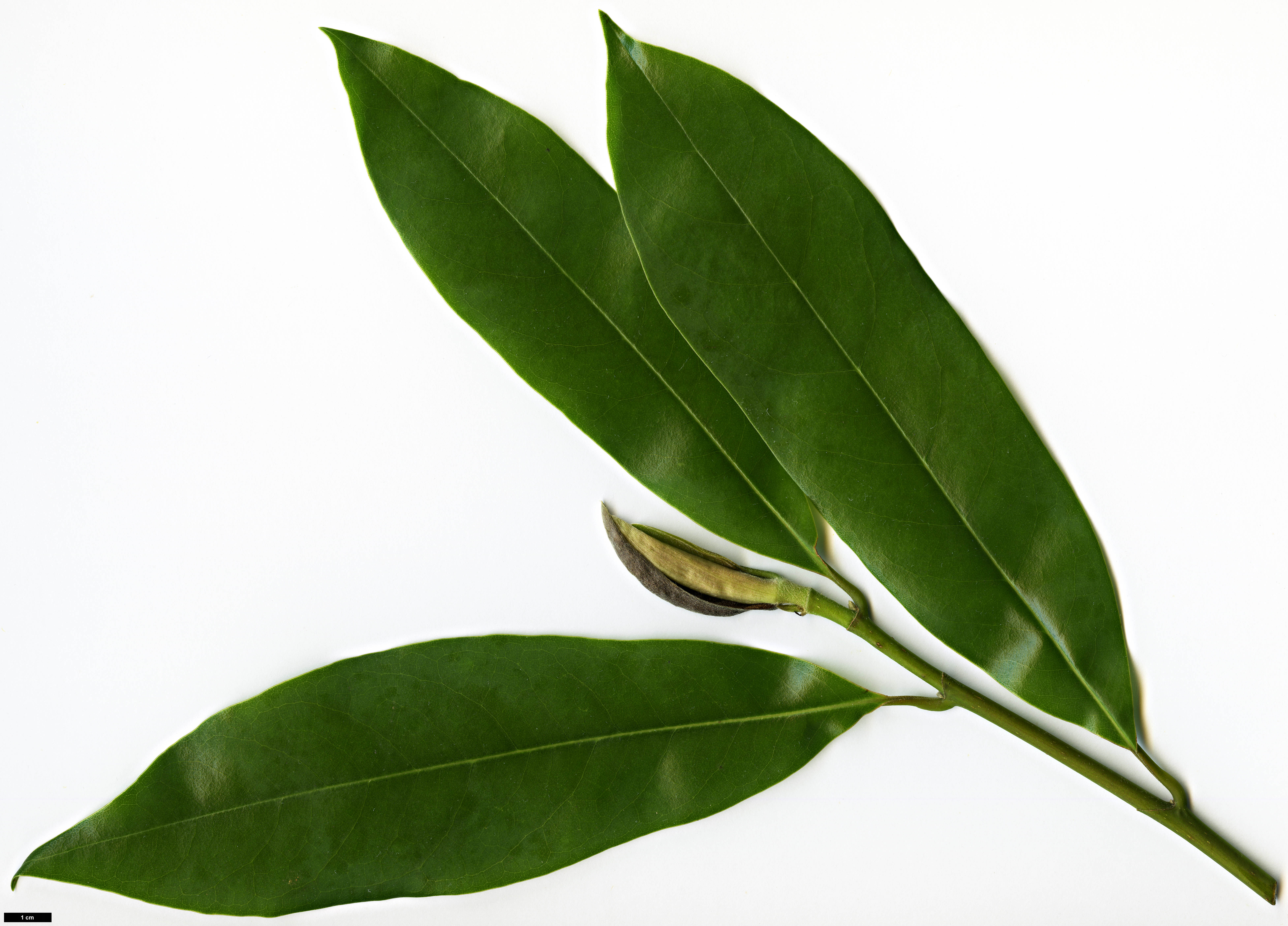 High resolution image: Family: Magnoliaceae - Genus: Magnolia - Taxon: tamaulipana High resolution image: Family: Magnoliaceae - Genus: Magnolia - Taxon: tamaulipana