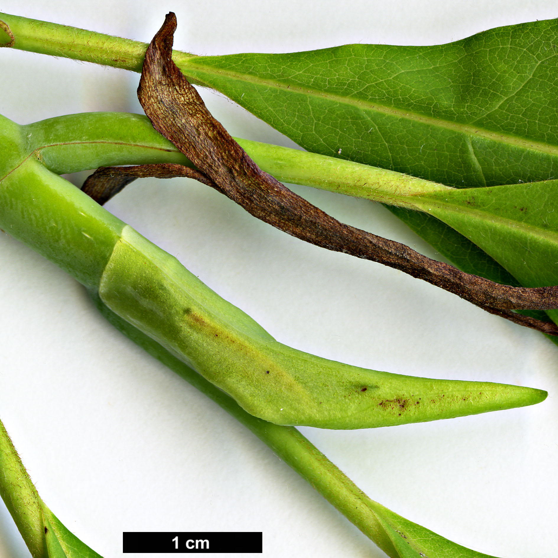 High resolution image: Family: Magnoliaceae - Genus: Magnolia - Taxon: tripetala