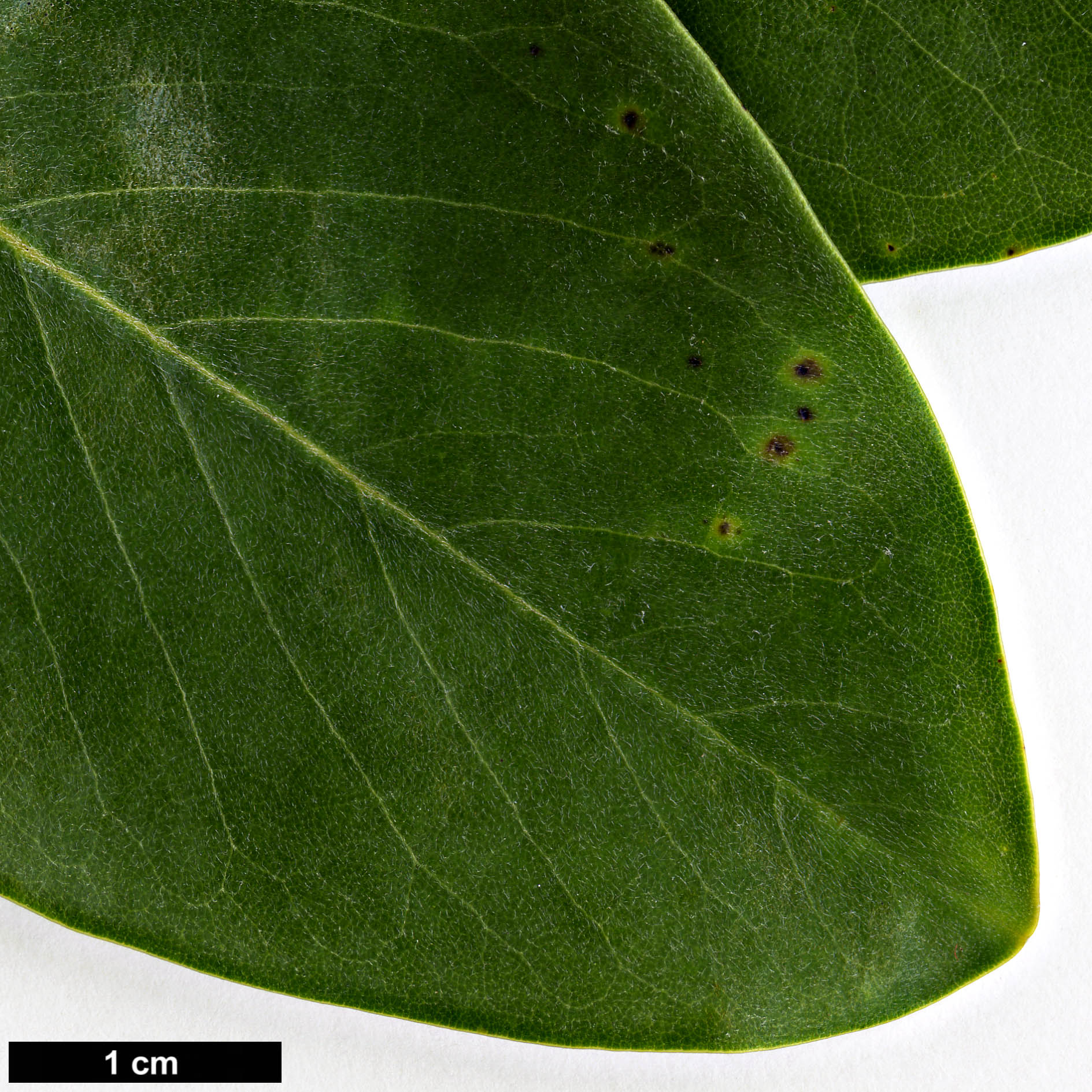 High resolution image: Family: Magnoliaceae - Genus: Magnolia - Taxon: virginiana