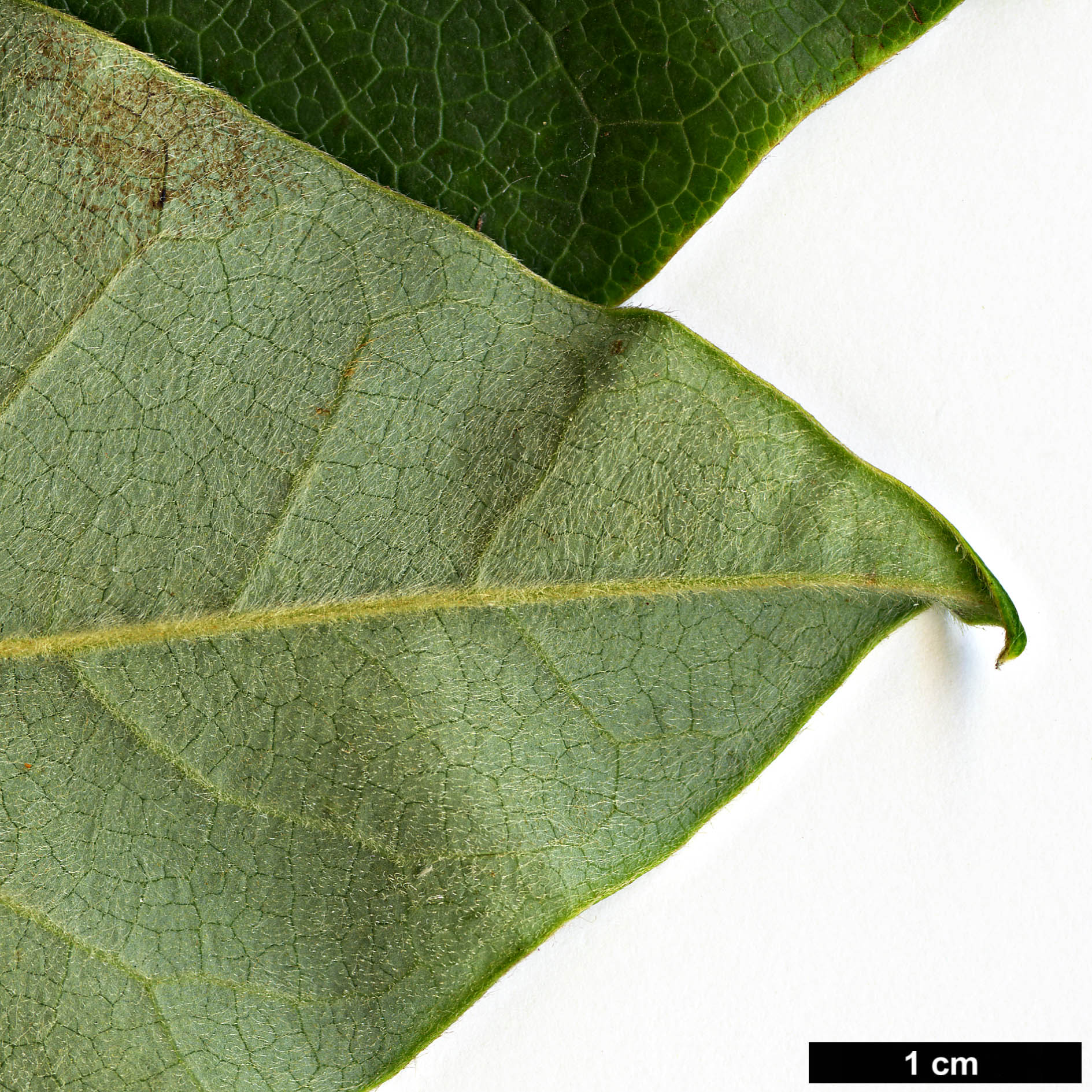 High resolution image: Family: Magnoliaceae - Genus: Magnolia - Taxon: wilsonii