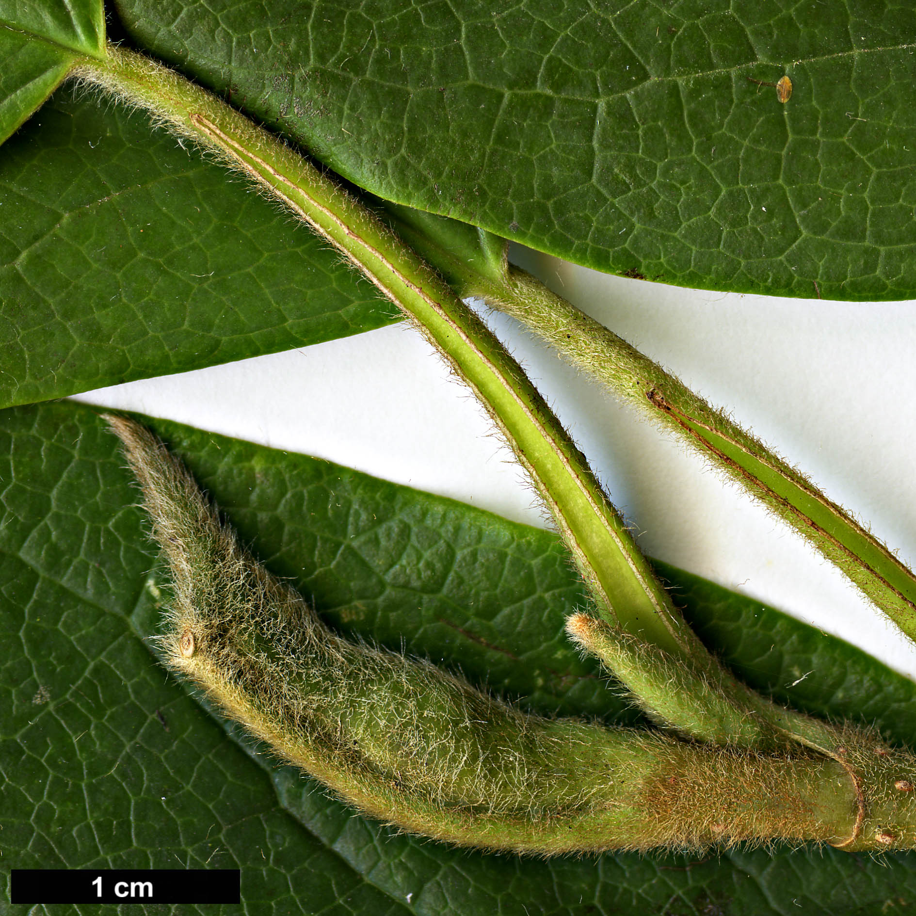 High resolution image: Family: Magnoliaceae - Genus: Magnolia - Taxon: wilsonii