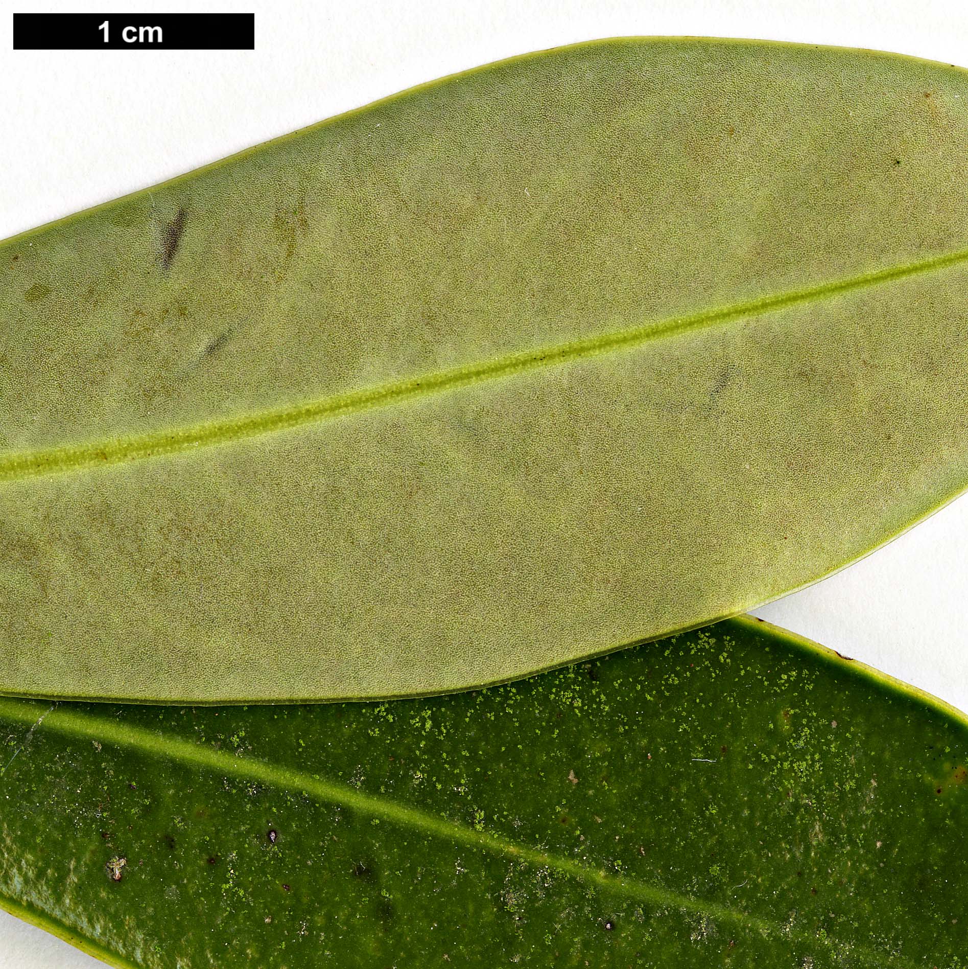 High resolution image: Family: Magnoliaceae - Genus: Magnolia - Taxon: yunnanensis