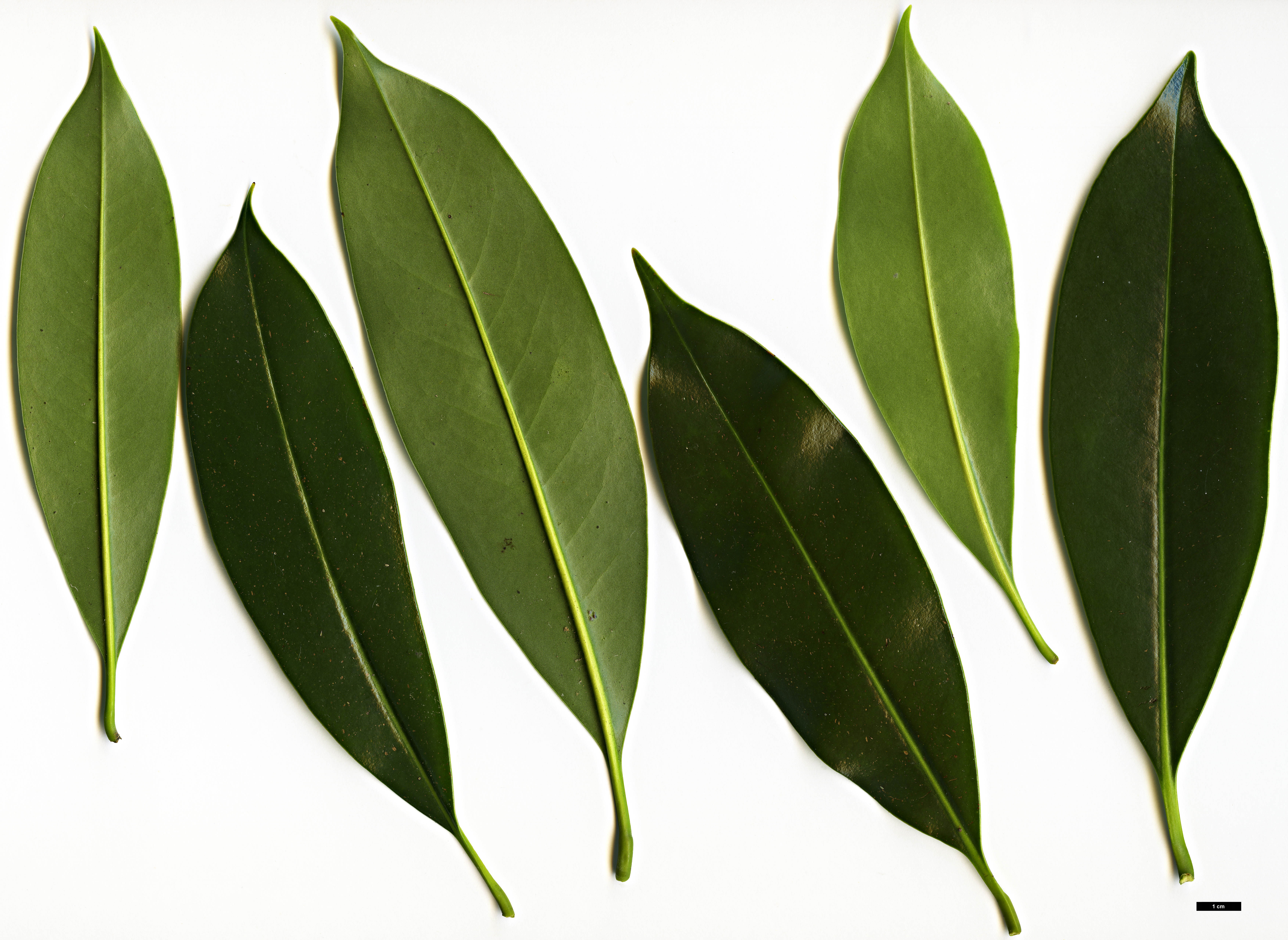 High resolution image: Family: Magnoliaceae - Genus: Magnolia - Taxon: yunnanensis