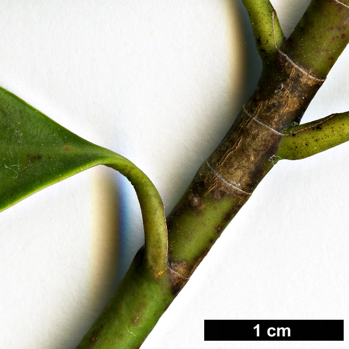 High resolution image: Family: Magnoliaceae - Genus: Magnolia - Taxon: yuyuanensis