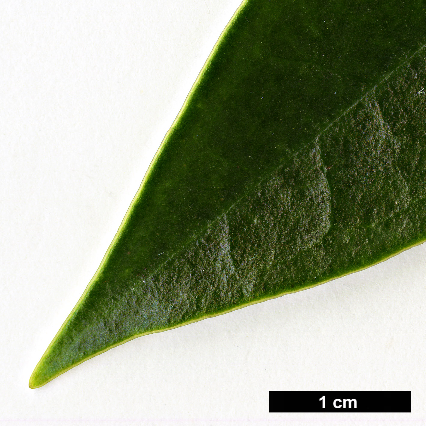High resolution image: Family: Magnoliaceae - Genus: Magnolia - Taxon: yuyuanensis