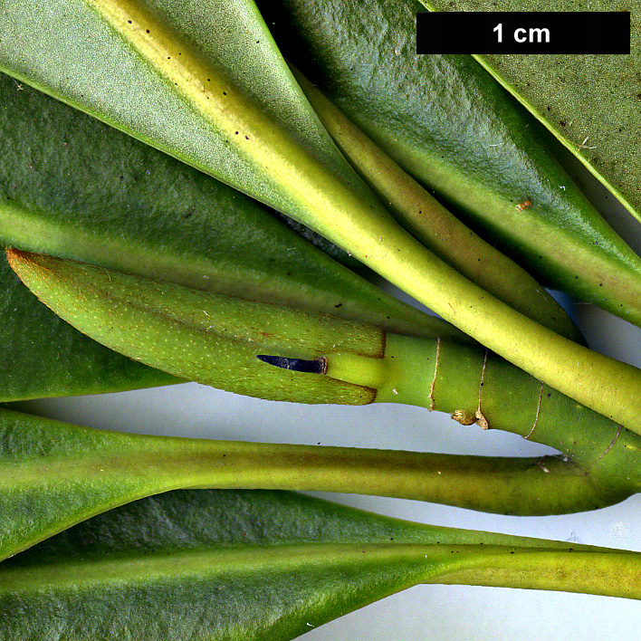 High resolution image: Family: Magnoliaceae - Genus: Magnolia - Taxon: yuyuanensis