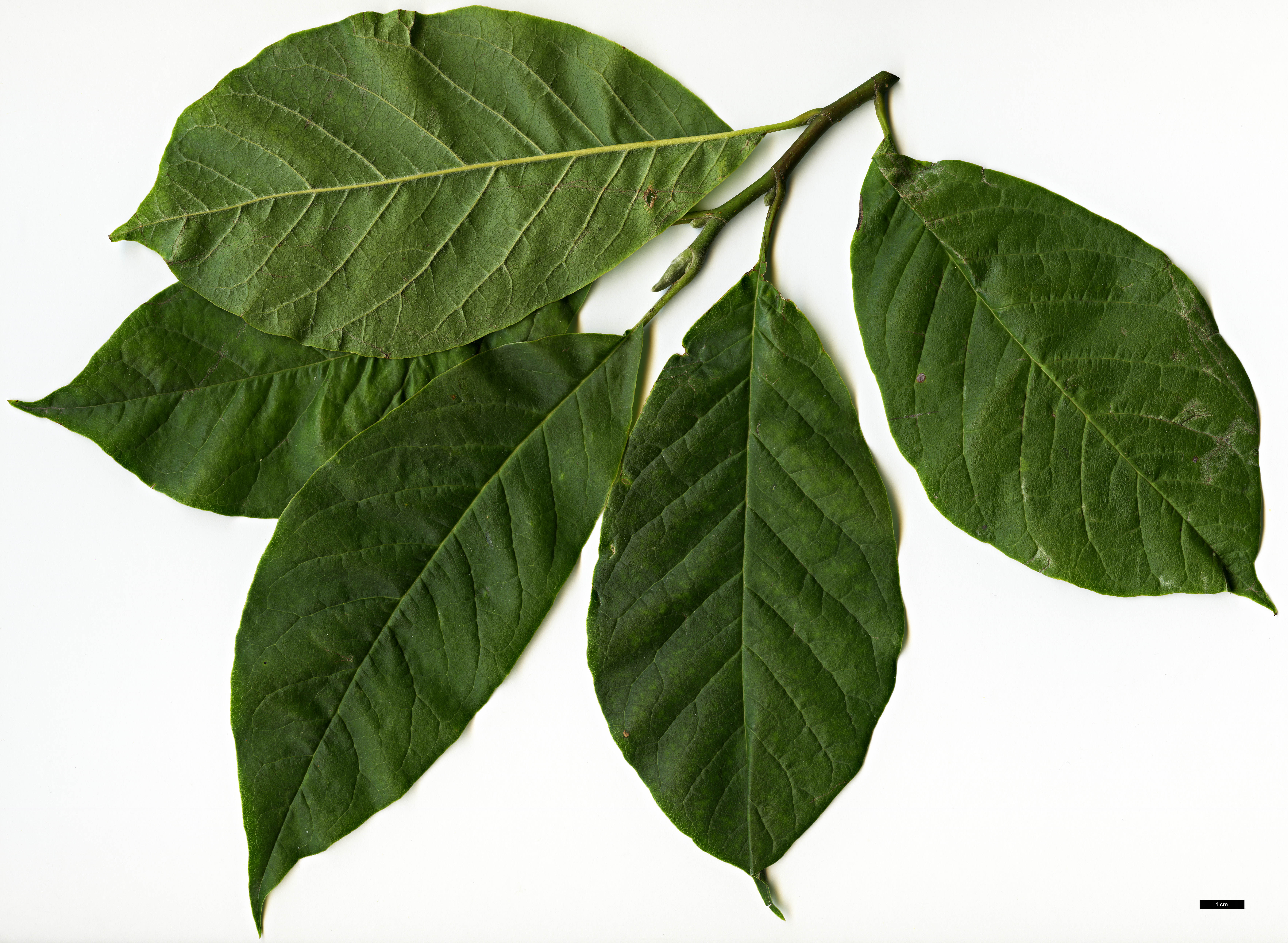 High resolution image: Family: Magnoliaceae - Genus: Magnolia - Taxon: zenii High resolution image: Family: Magnoliaceae - Genus: Magnolia - Taxon: zenii