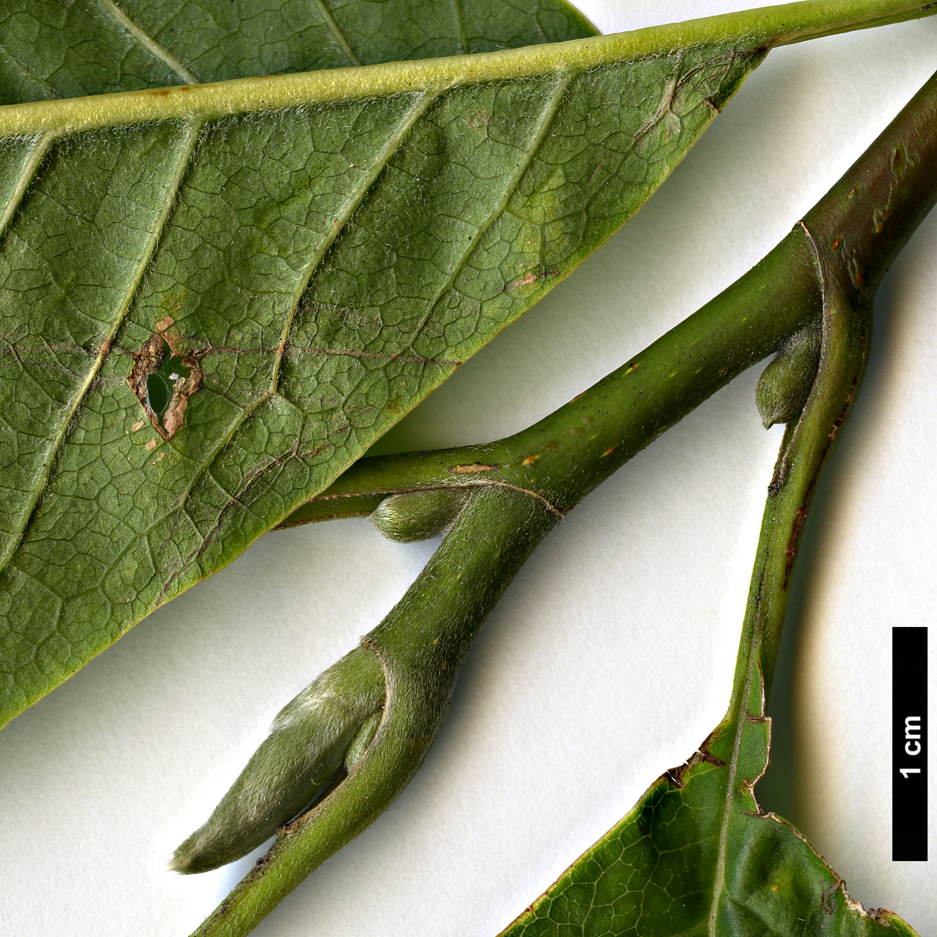 High resolution image: Family: Magnoliaceae - Genus: Magnolia - Taxon: zenii High resolution image: Family: Magnoliaceae - Genus: Magnolia - Taxon: zenii