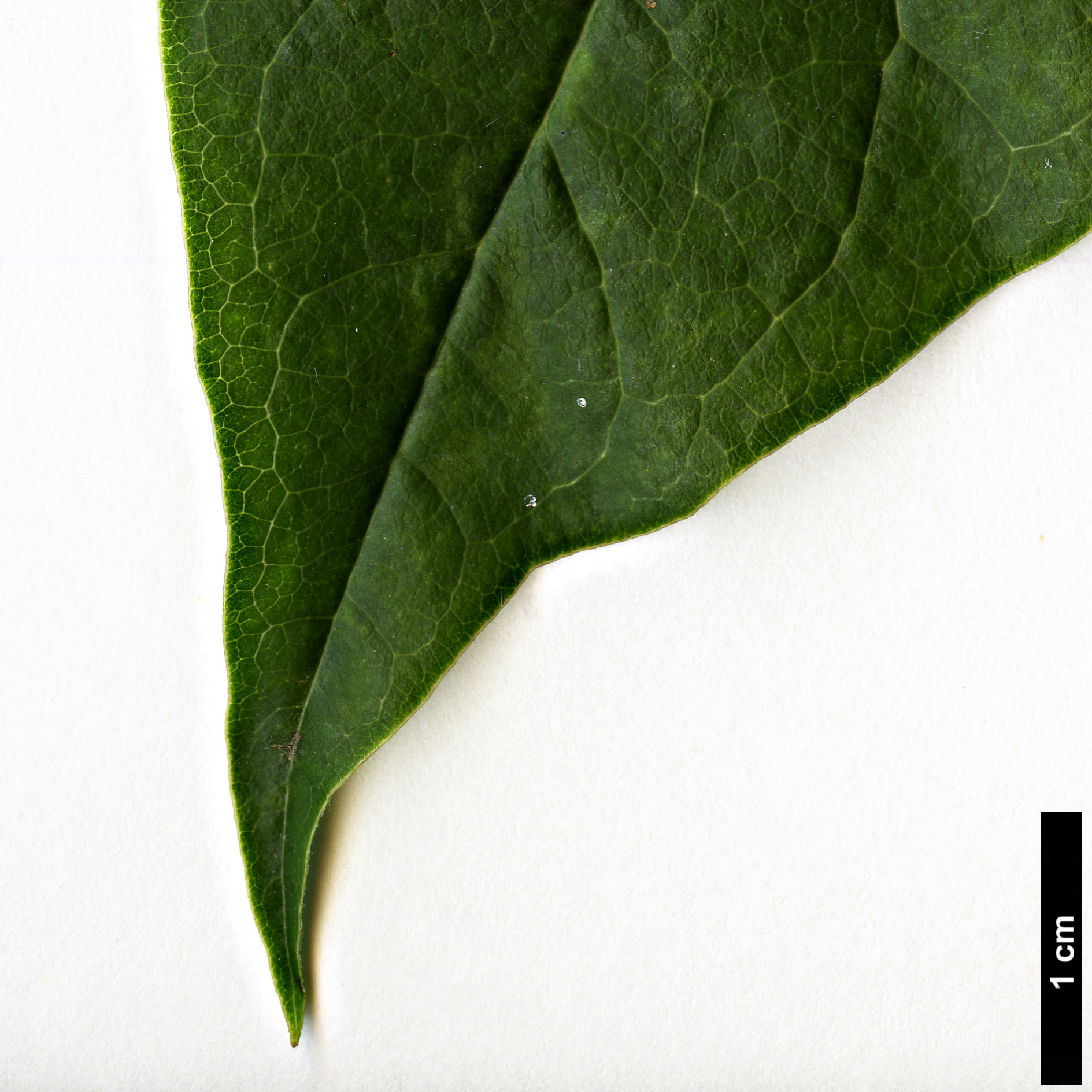 High resolution image: Family: Magnoliaceae - Genus: Magnolia - Taxon: zenii High resolution image: Family: Magnoliaceae - Genus: Magnolia - Taxon: zenii