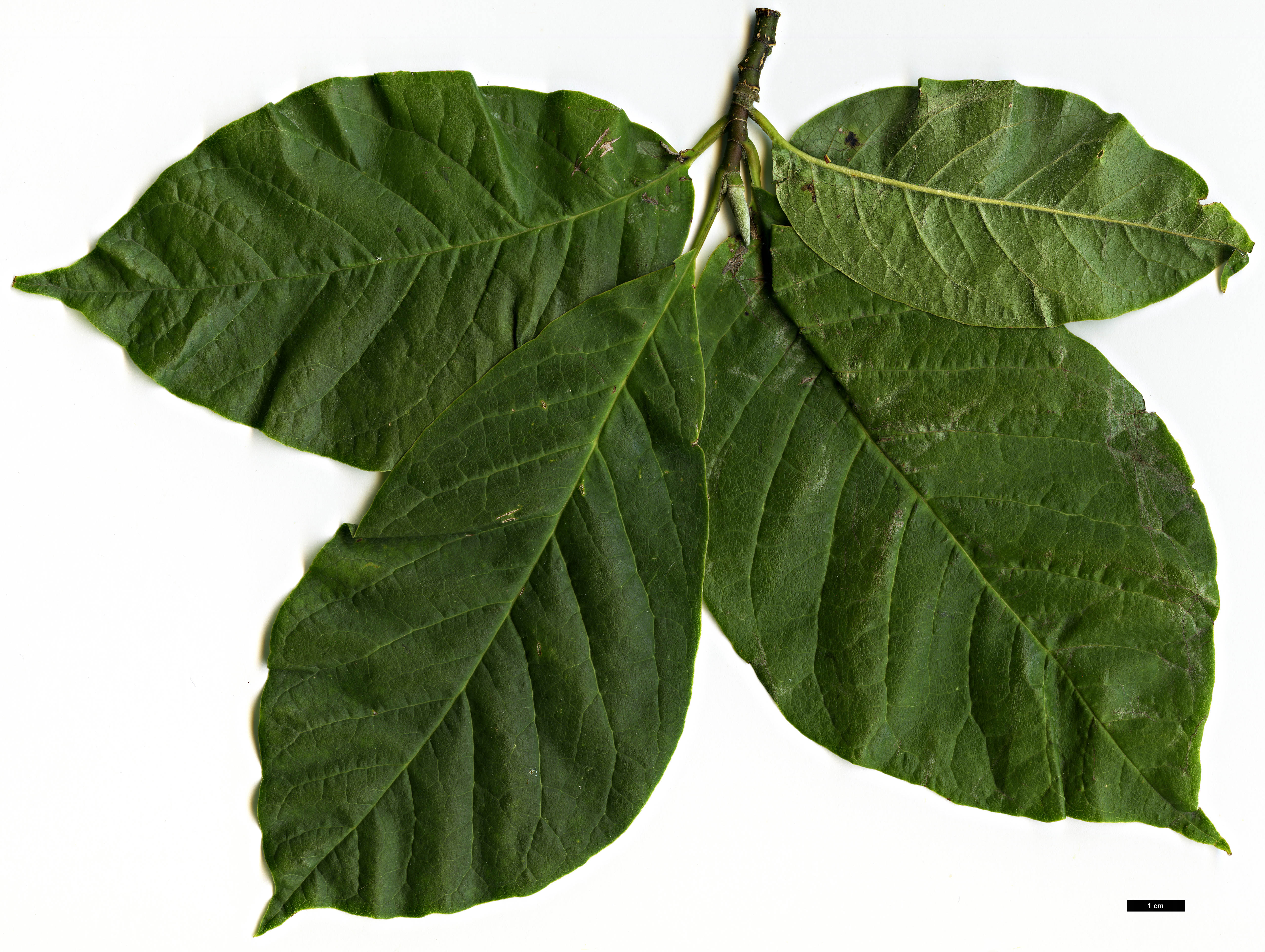 High resolution image: Family: Magnoliaceae - Genus: Magnolia - Taxon: zenii High resolution image: Family: Magnoliaceae - Genus: Magnolia - Taxon: zenii