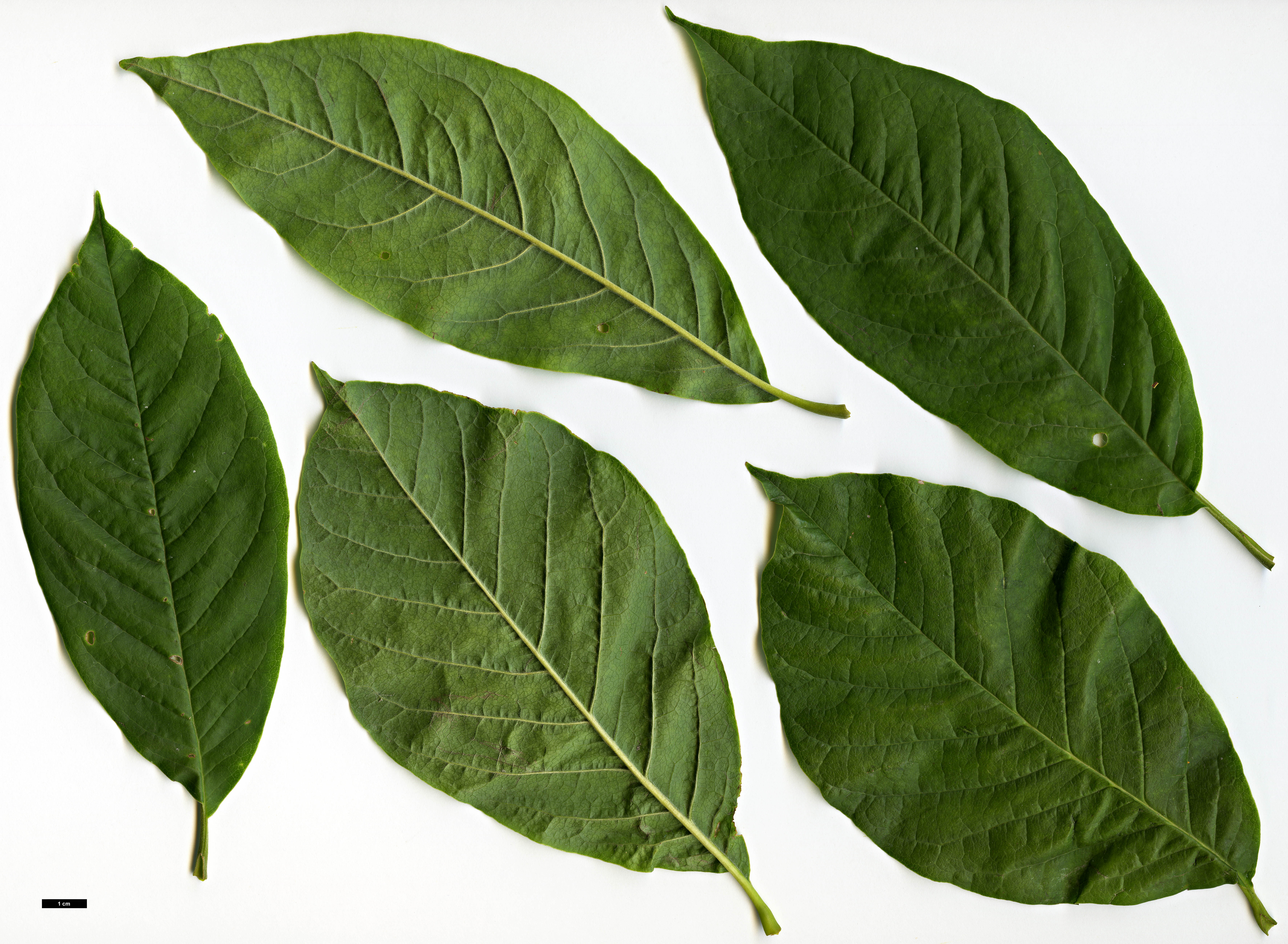 High resolution image: Family: Magnoliaceae - Genus: Magnolia - Taxon: zenii High resolution image: Family: Magnoliaceae - Genus: Magnolia - Taxon: zenii