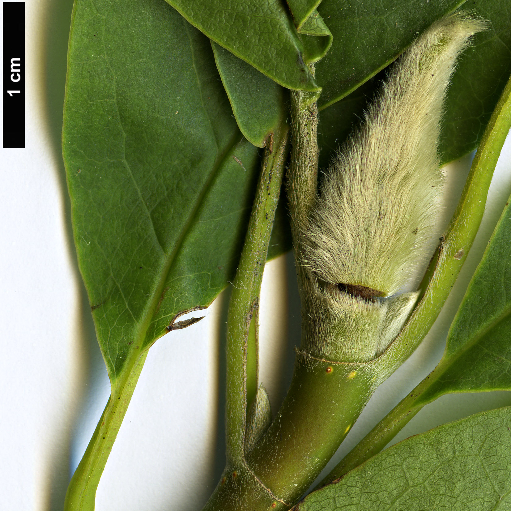 High resolution image: Family: Magnoliaceae - Genus: Magnolia - Taxon: zenii High resolution image: Family: Magnoliaceae - Genus: Magnolia - Taxon: zenii