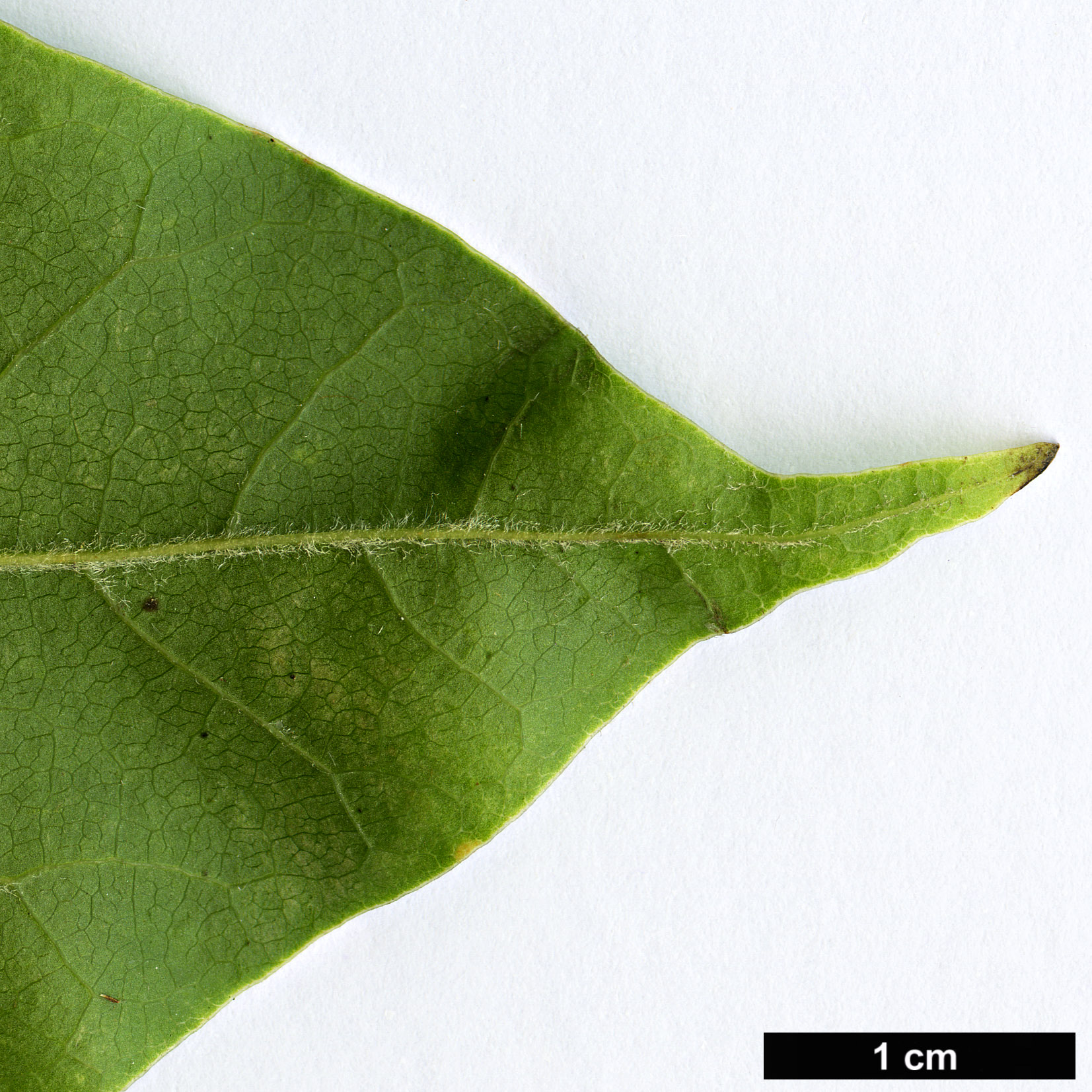 High resolution image: Family: Magnoliaceae - Genus: Magnolia - Taxon: zenii High resolution image: Family: Magnoliaceae - Genus: Magnolia - Taxon: zenii