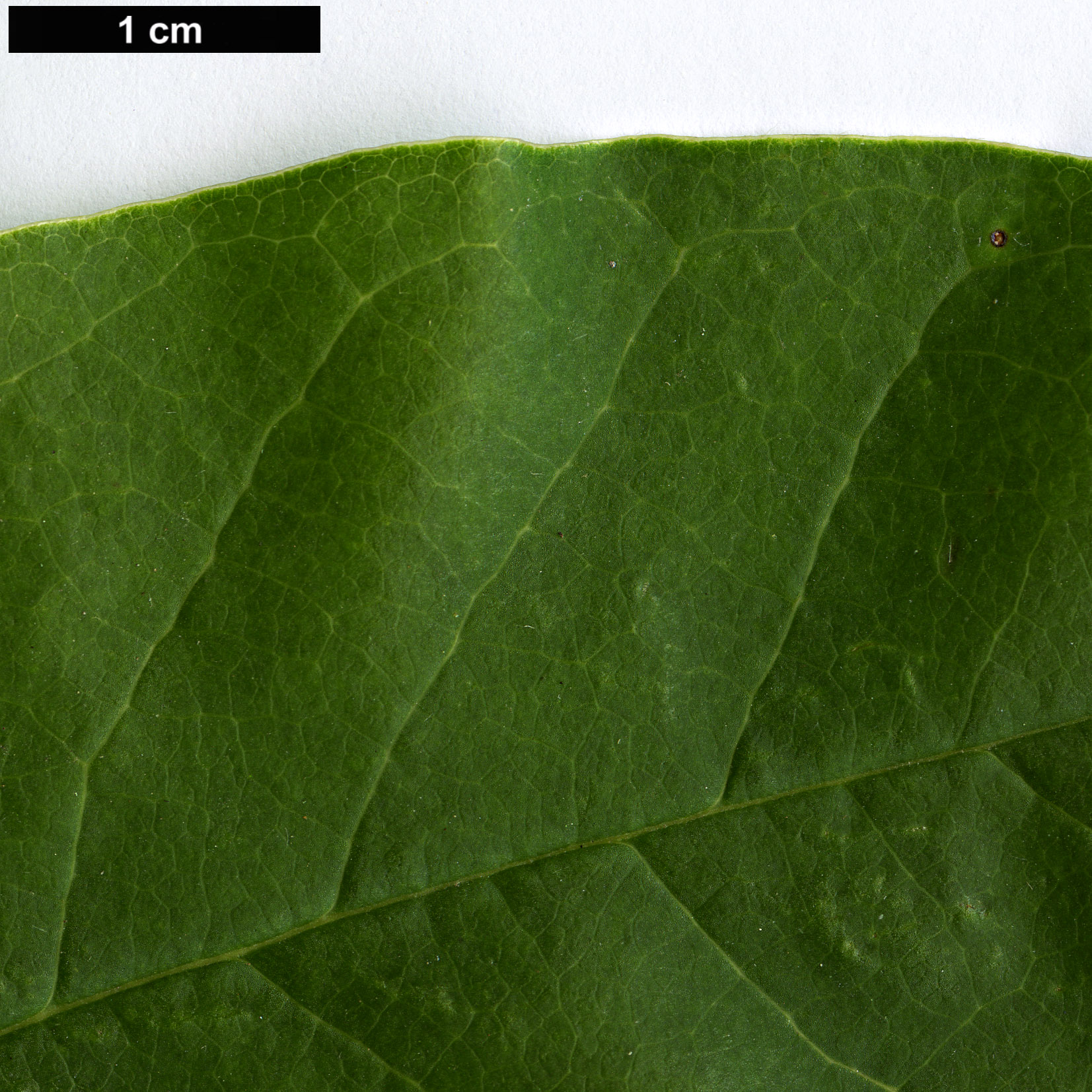 High resolution image: Family: Magnoliaceae - Genus: Magnolia - Taxon: zenii High resolution image: Family: Magnoliaceae - Genus: Magnolia - Taxon: zenii