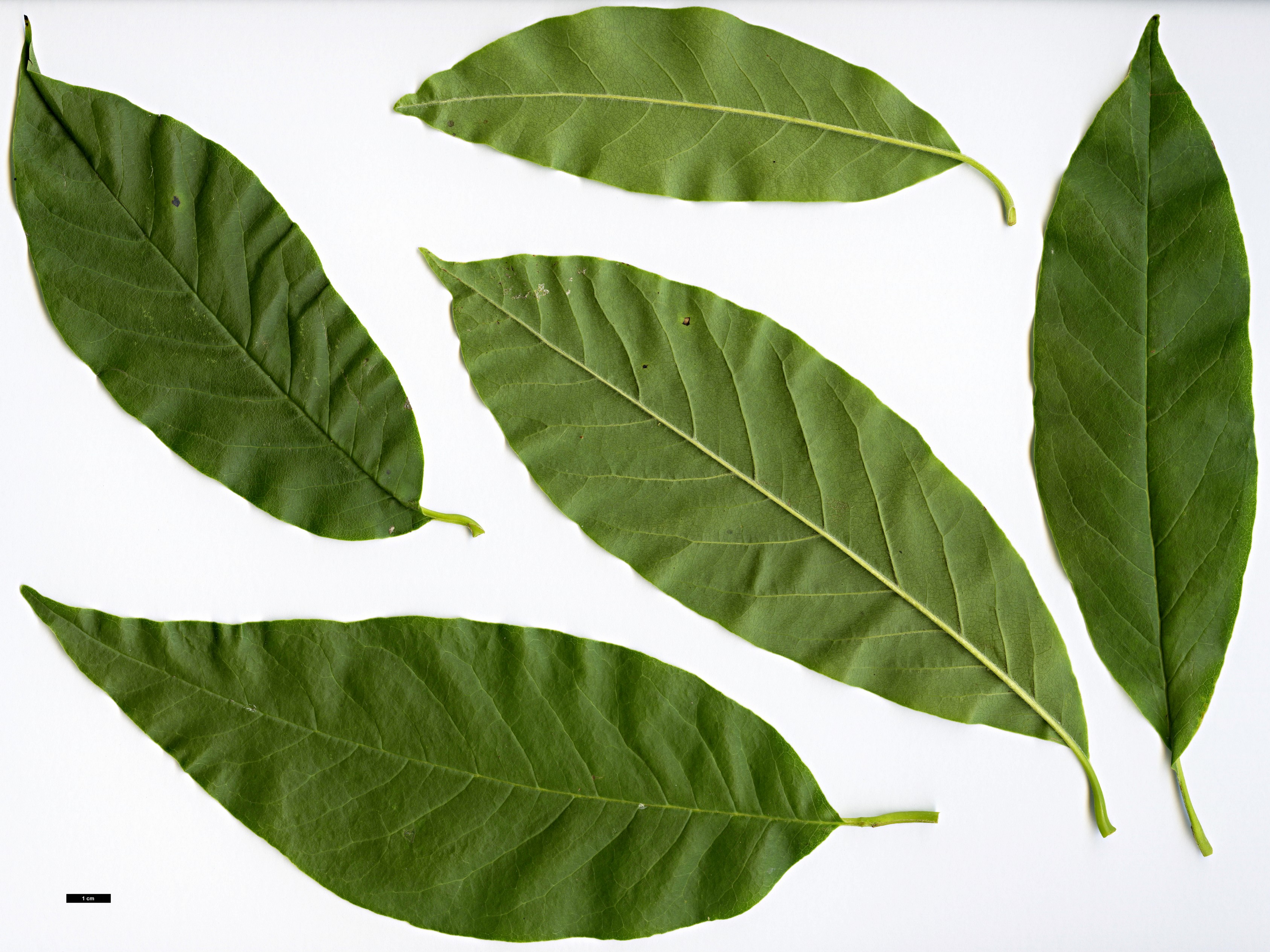 High resolution image: Family: Magnoliaceae - Genus: Magnolia - Taxon: zenii High resolution image: Family: Magnoliaceae - Genus: Magnolia - Taxon: zenii