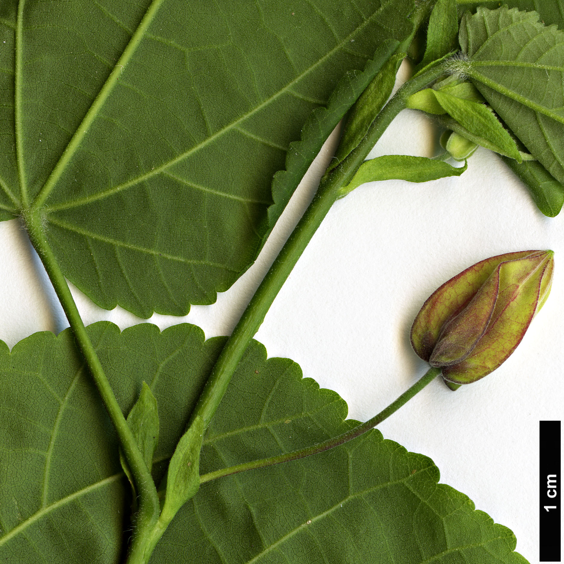 High resolution image: Family: Malvaceae - Genus: Abutilon - Taxon: megapotamicum High resolution image: Family: Malvaceae - Genus: Abutilon - Taxon: megapotamicum