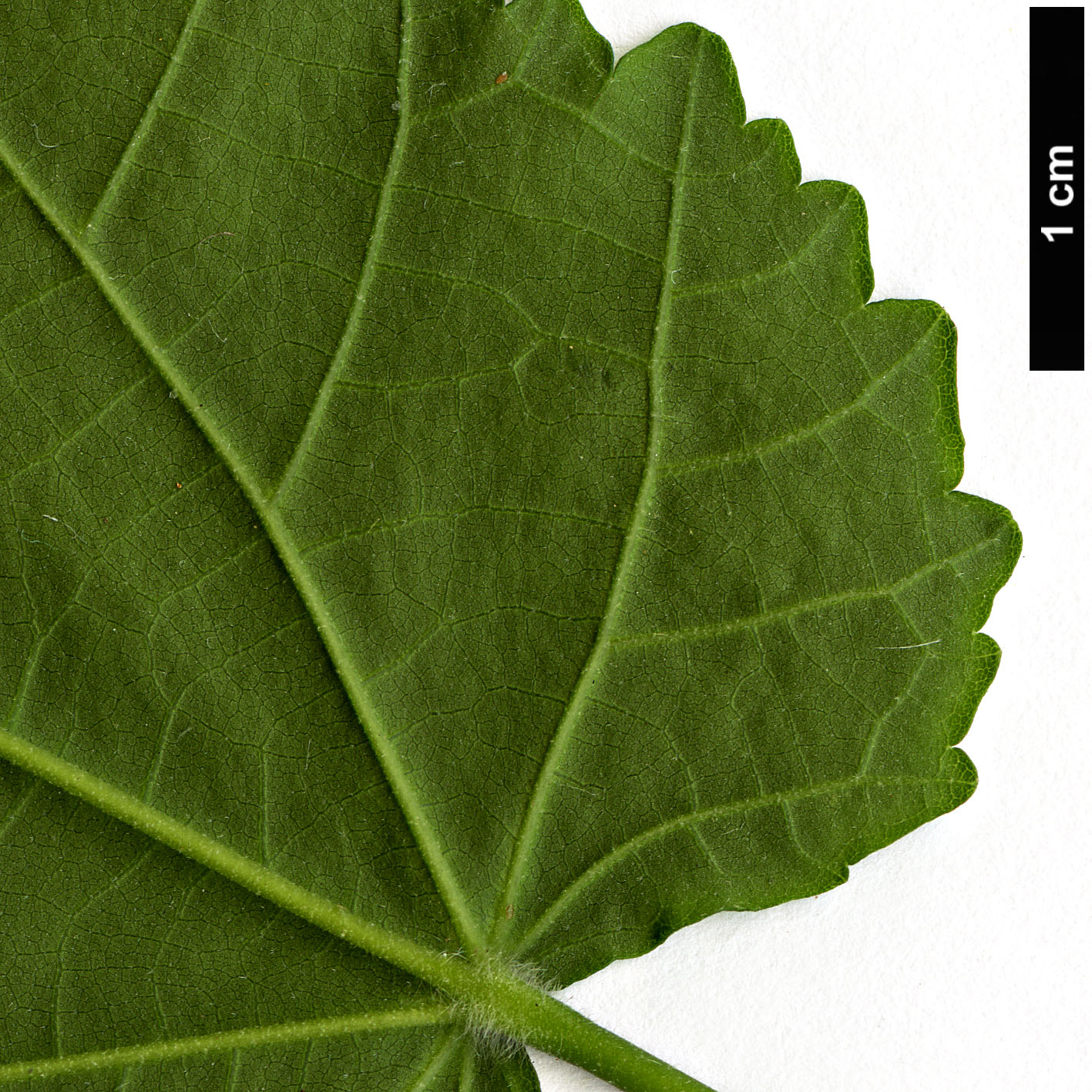 High resolution image: Family: Malvaceae - Genus: Abutilon - Taxon: megapotamicum