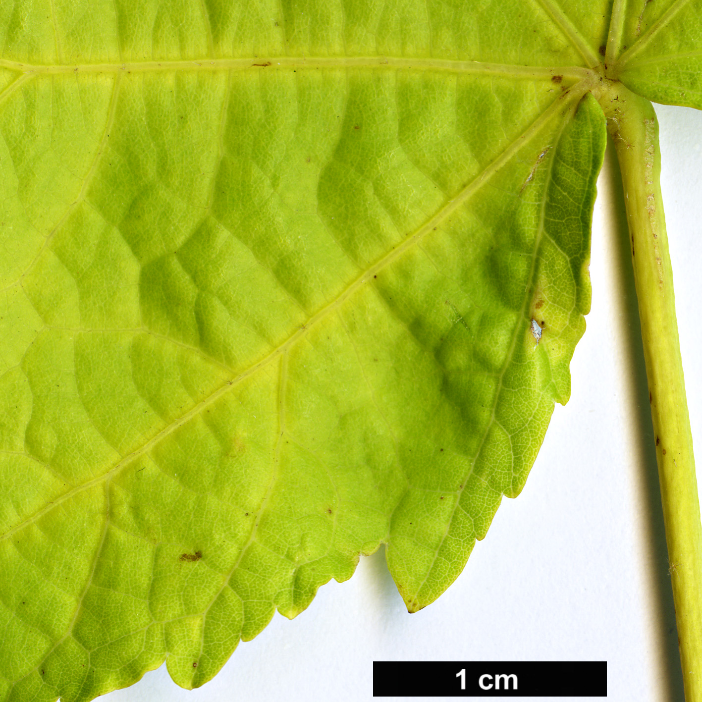 High resolution image: Family: Malvaceae - Genus: Abutilon - Taxon: venosum