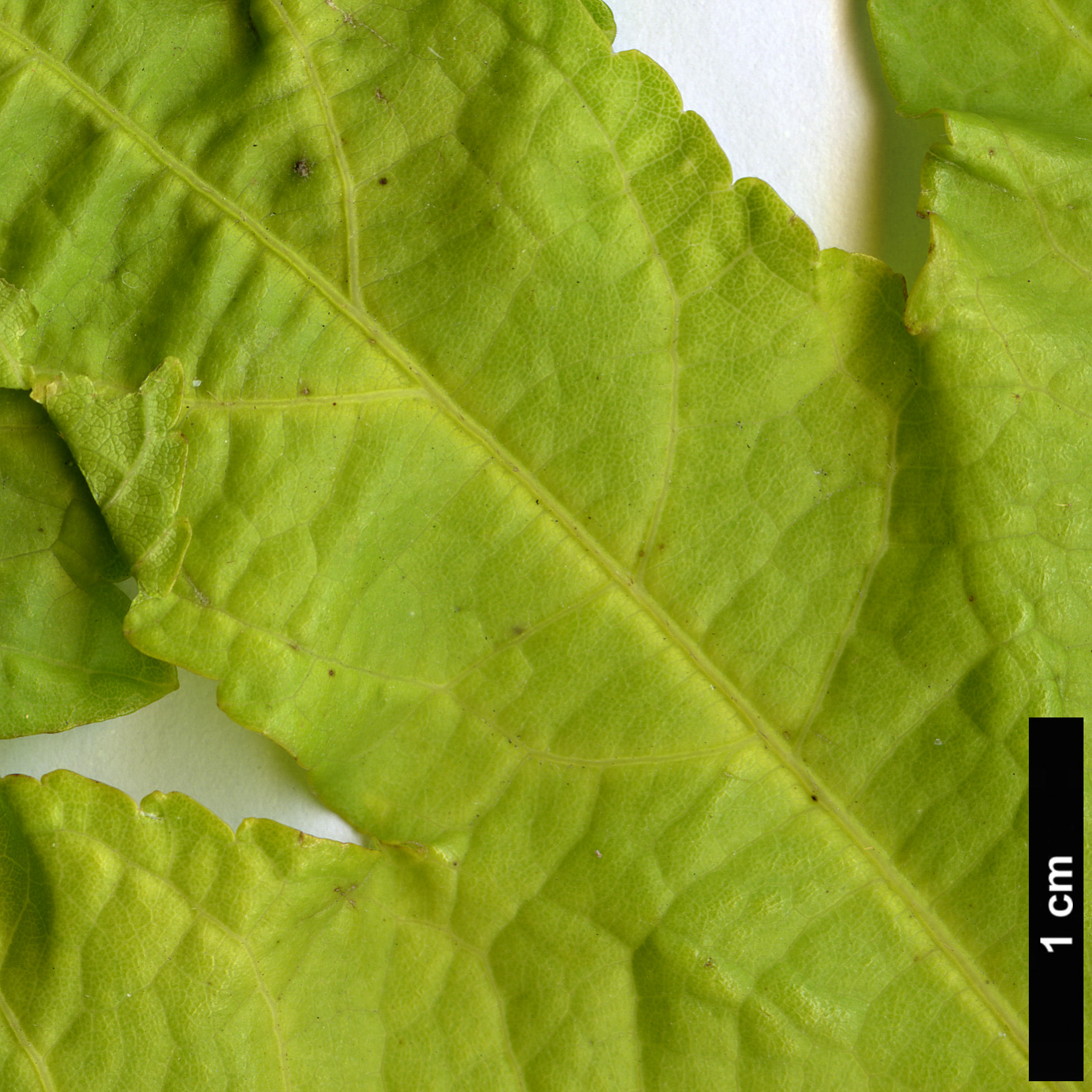 High resolution image: Family: Malvaceae - Genus: Abutilon - Taxon: venosum