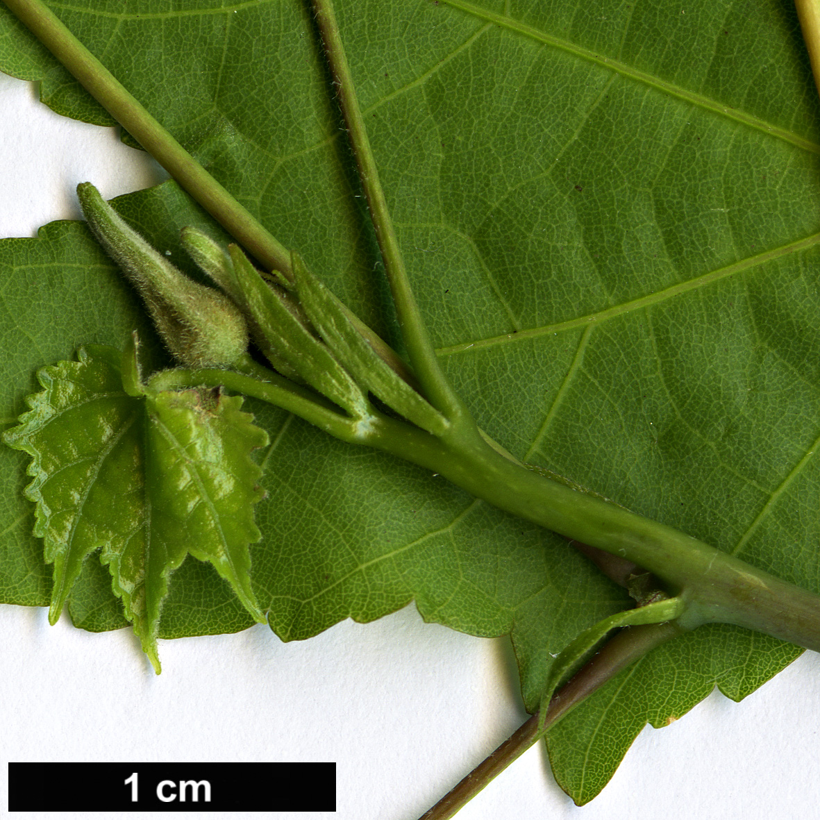 High resolution image: Family: Malvaceae - Genus: Abutilon - Taxon: venosum