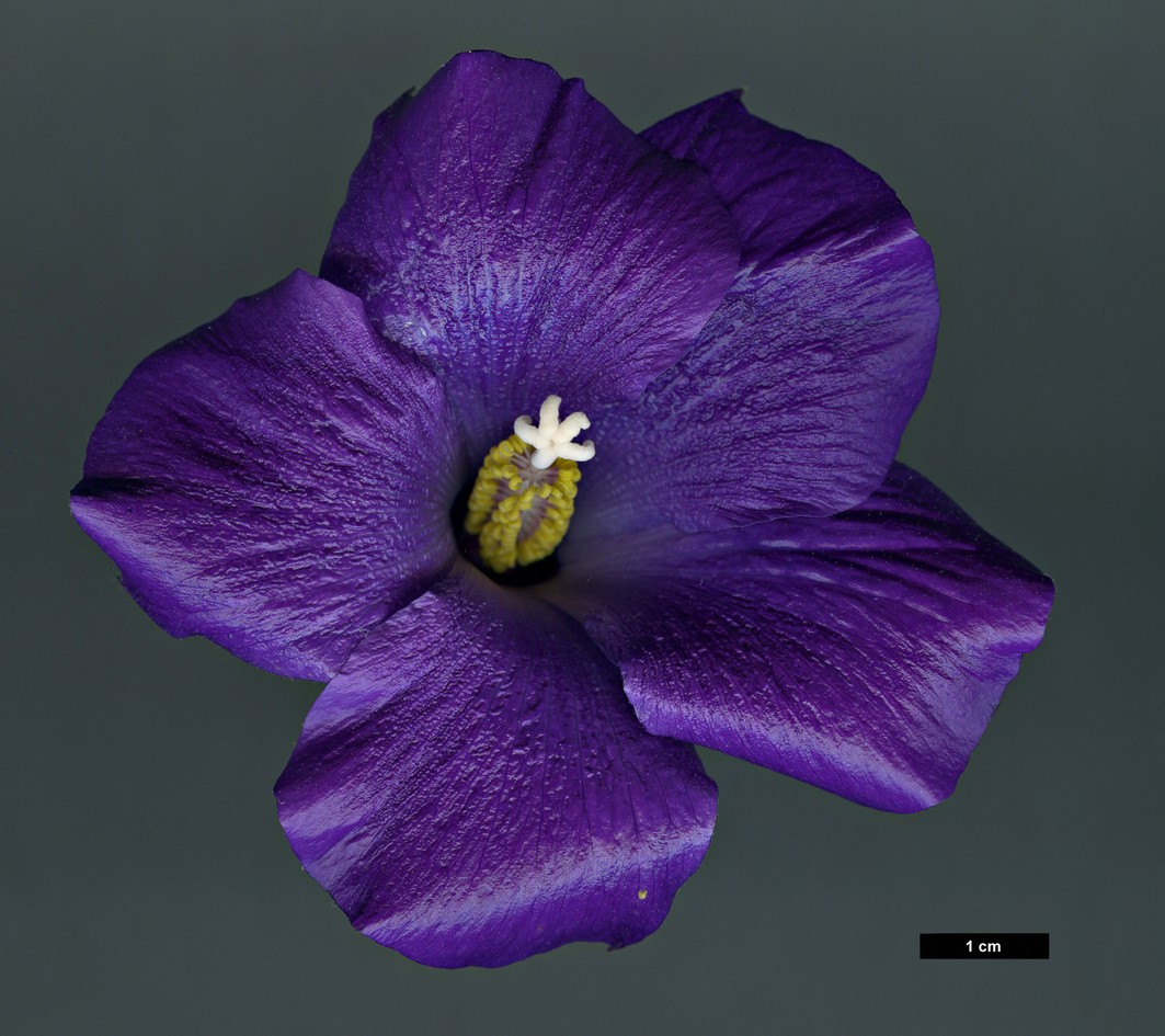 High resolution image: Family: Malvaceae - Genus: Alyogyne - Taxon: huegelii