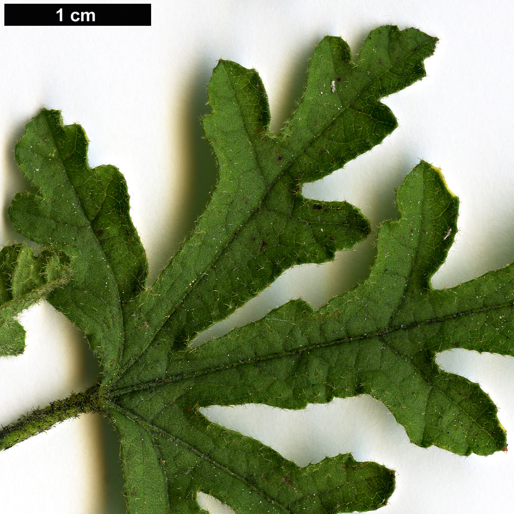 High resolution image: Family: Malvaceae - Genus: Alyogyne - Taxon: huegelii