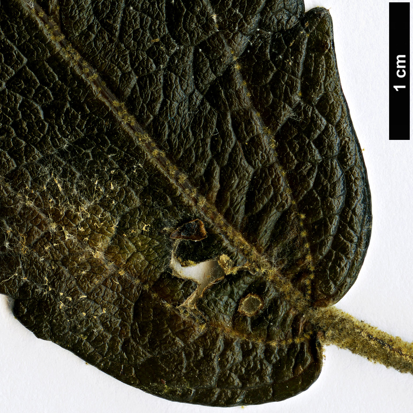 High resolution image: Family: Malvaceae - Genus: Asterotrichion - Taxon: discolor