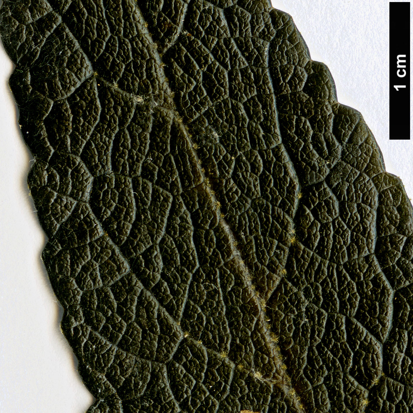 High resolution image: Family: Malvaceae - Genus: Asterotrichion - Taxon: discolor